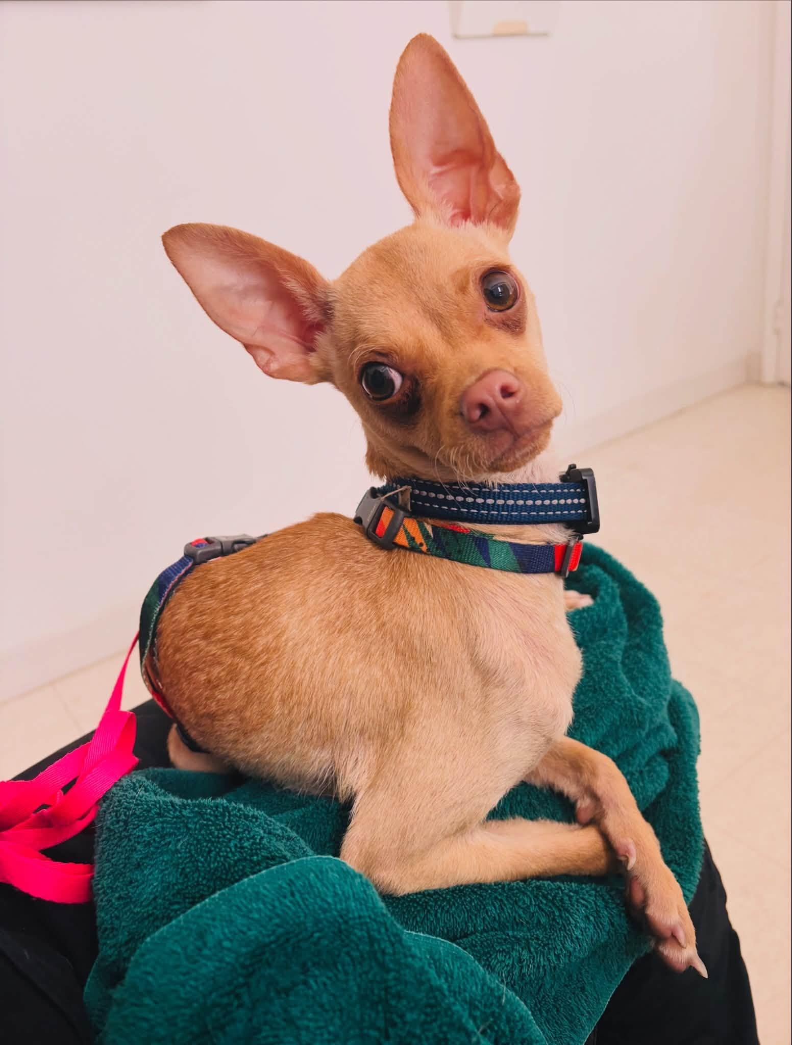 Enlarge Snoop, a Adoptable mixed breed in Edmonton, AB image 1/2
