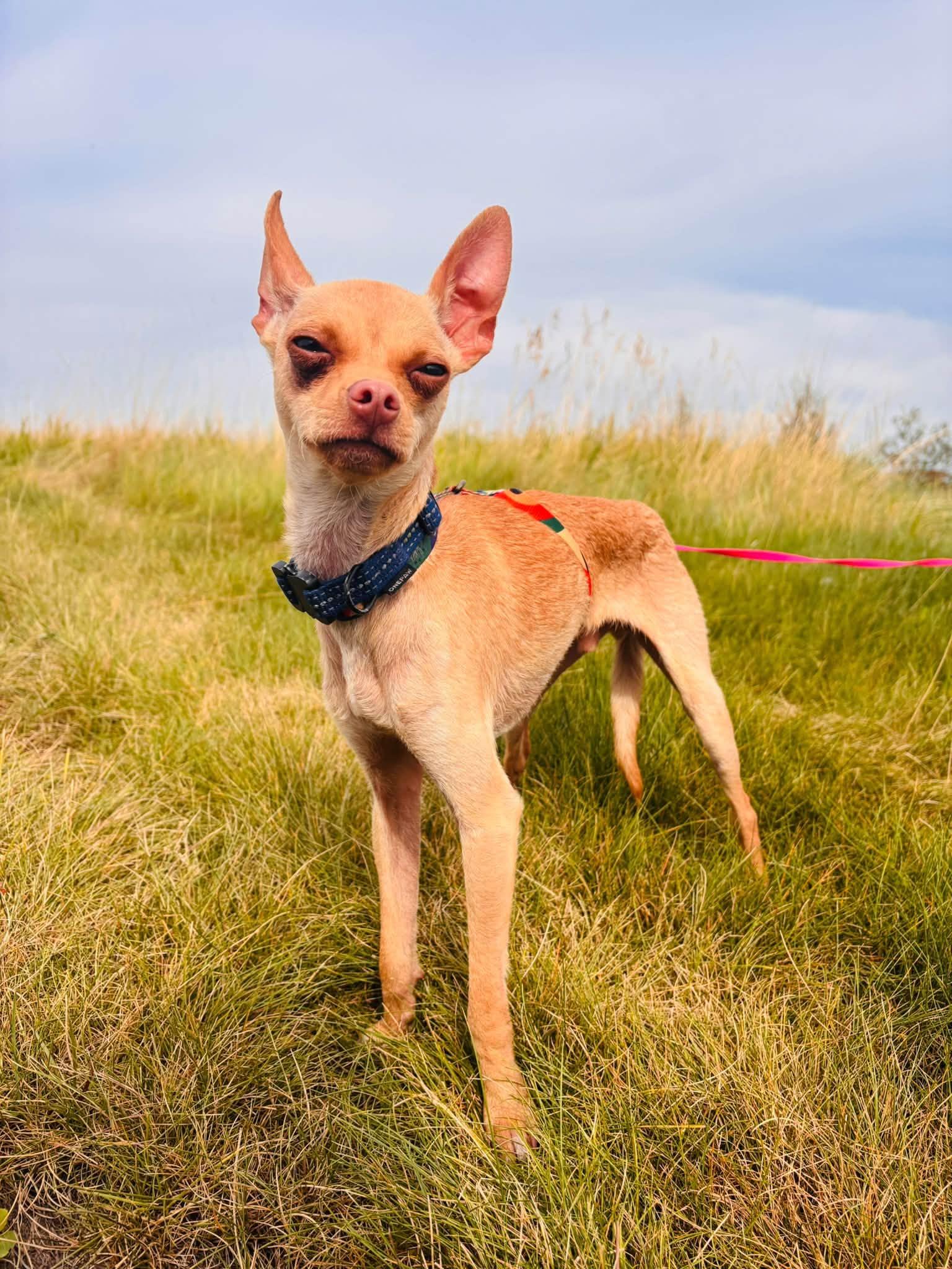 Enlarge Snoop, a Adoptable mixed breed in Edmonton, AB image 2/2