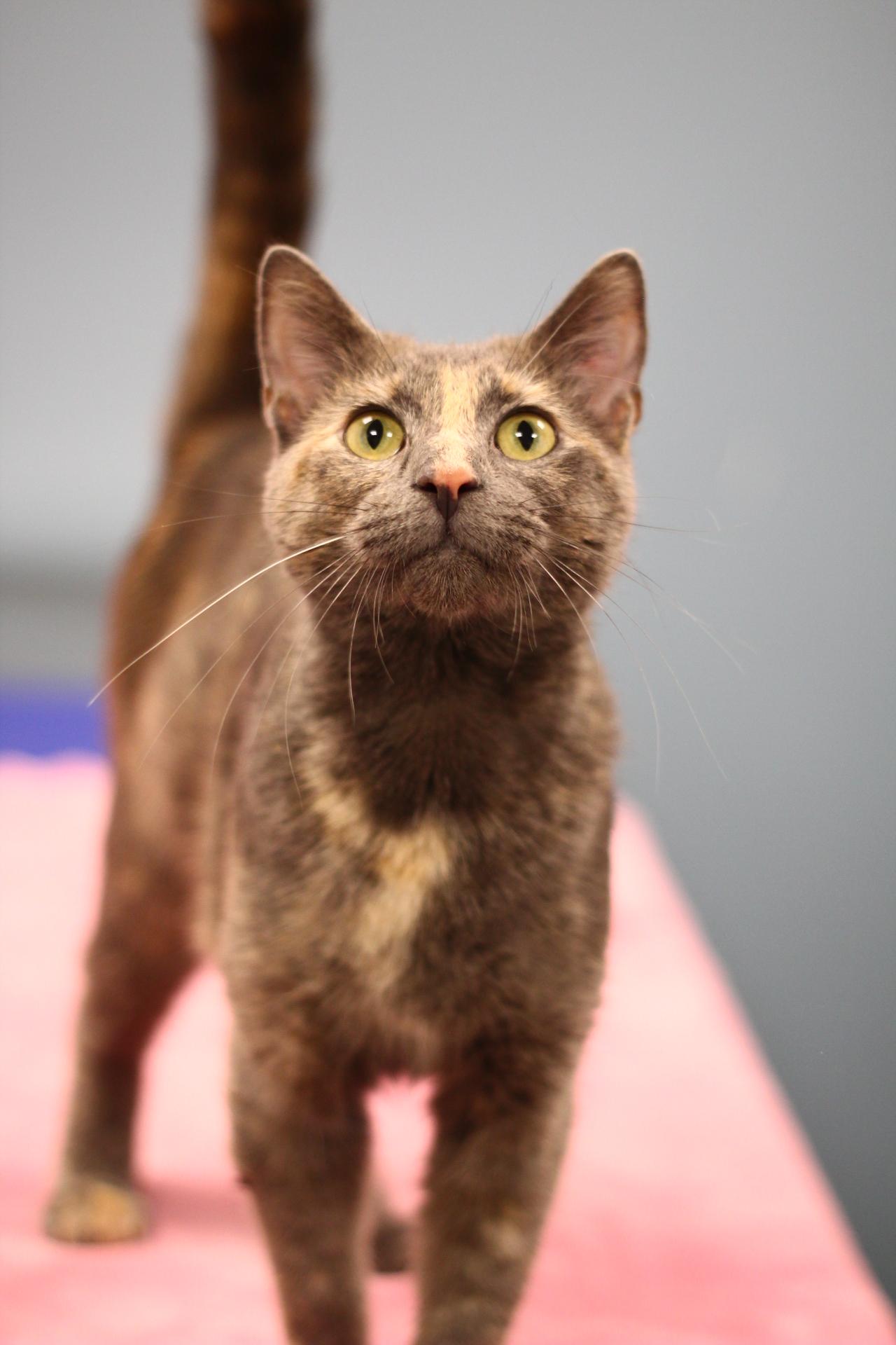 Leslie, Adoptable, Young Female Domestic Short Hair.