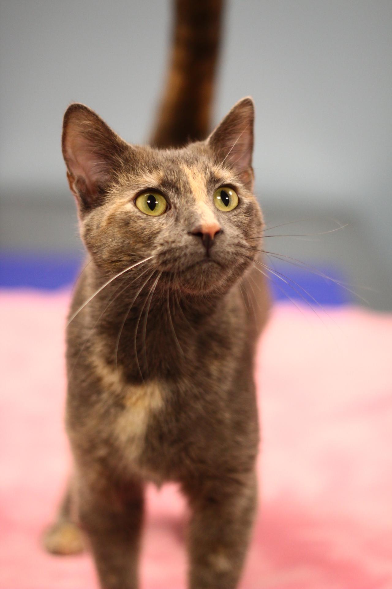 Enlarge Leslie, a Adoptable Domestic Short Hair in Toledo, OH image 2/3