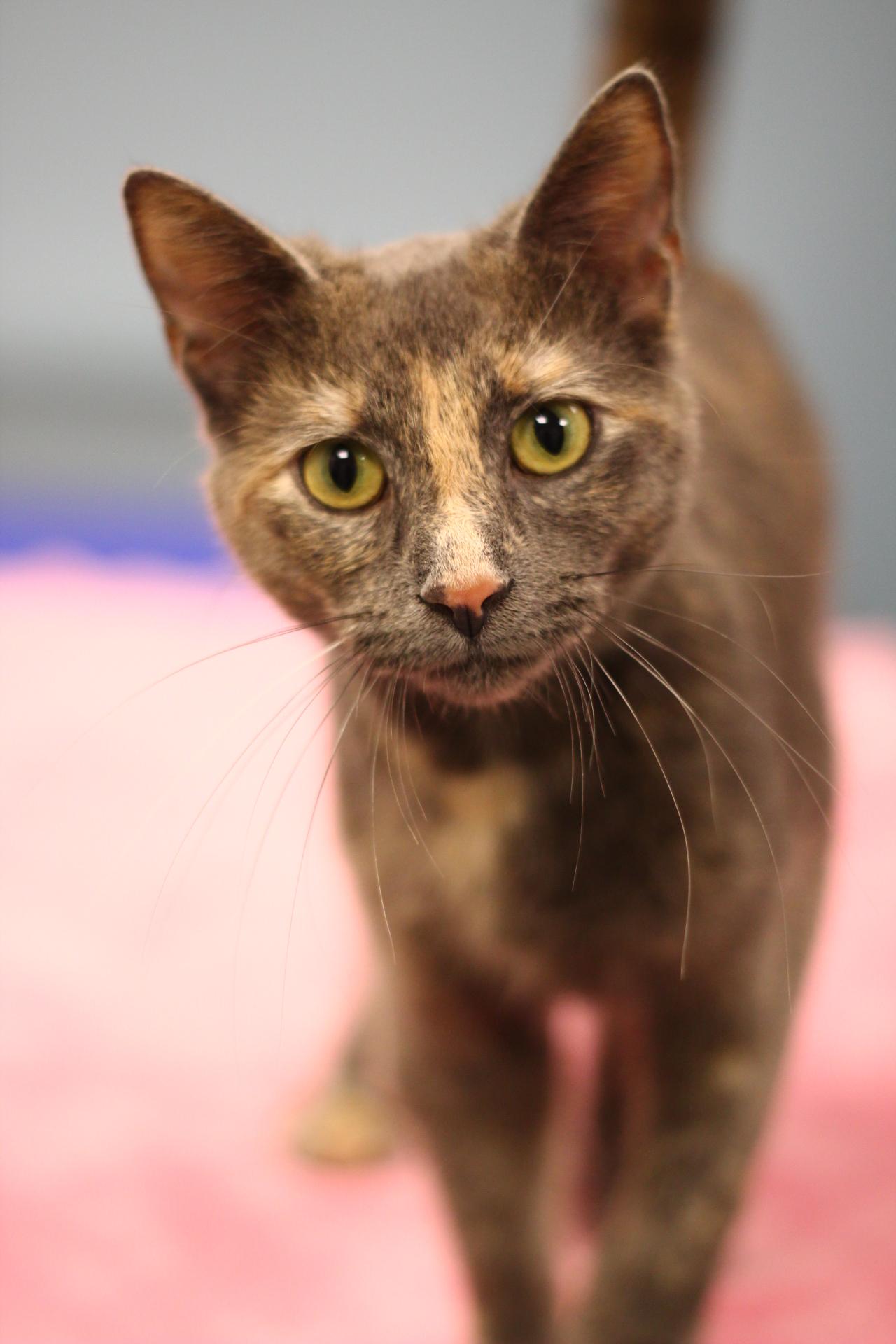 Enlarge Leslie, a Adoptable Domestic Short Hair in Toledo, OH image 3/3