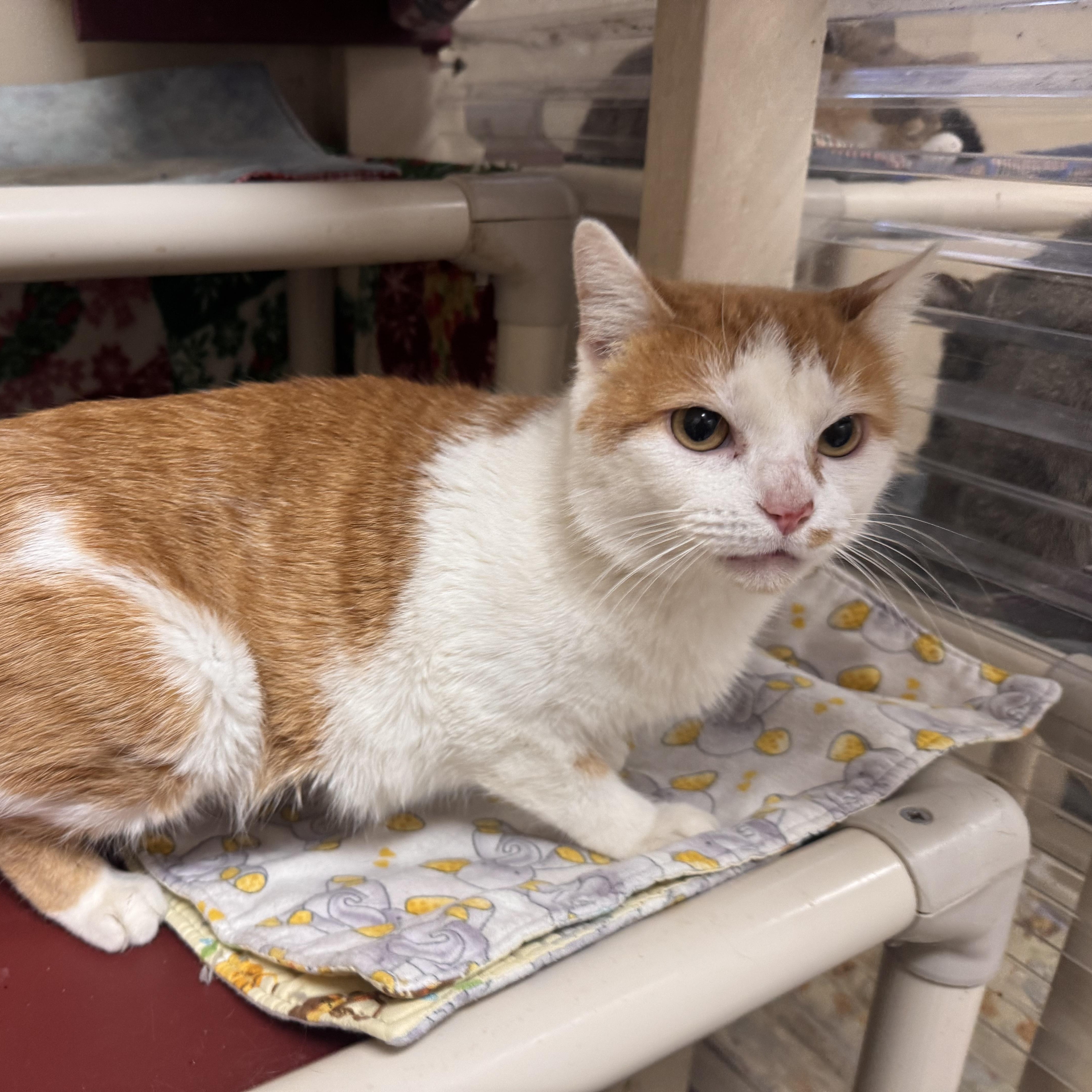 Sheena, ADOPTABLE, Adult Female Domestic Short Hair.