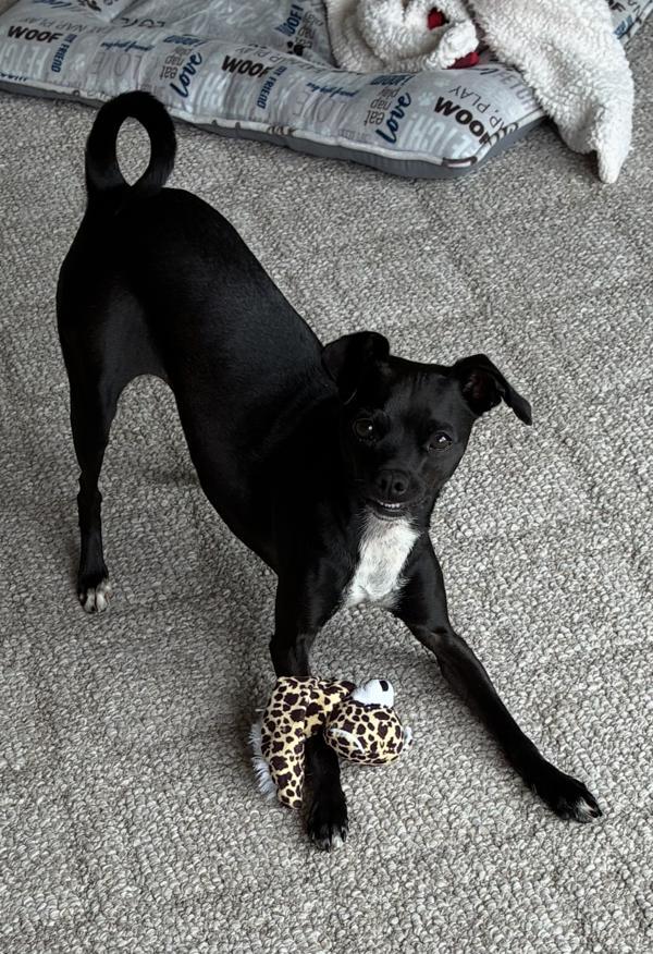 Enlarge Lani, a Adoptable mixed breed in Santa Rosa, CA image 1/1