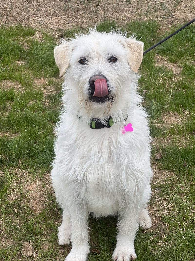 Enlarge Kalabar, a Adoptable mixed breed in Berkeley Heights, NJ image 2/6