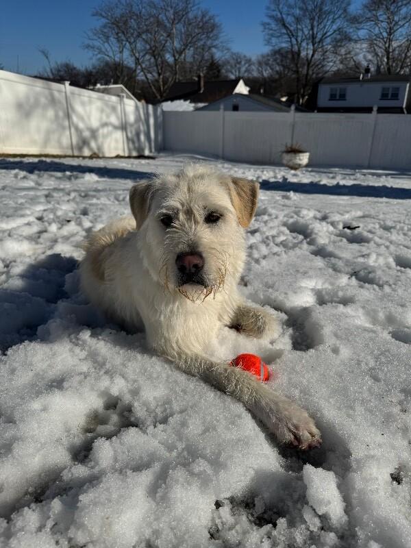 Enlarge Kalabar, a Adoptable mixed breed in Berkeley Heights, NJ image 3/6