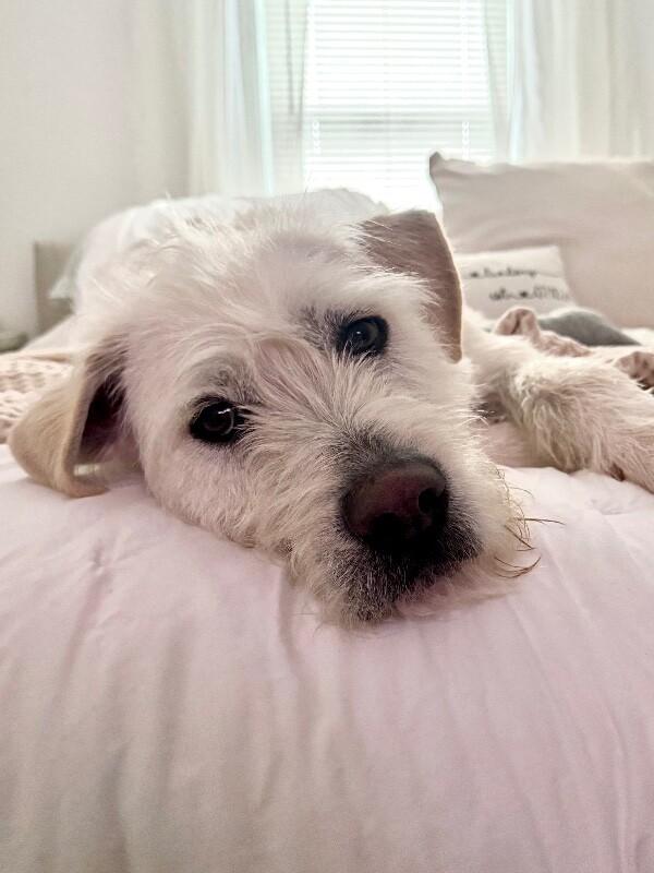 Enlarge Kalabar, a Adoptable mixed breed in Berkeley Heights, NJ image 4/6