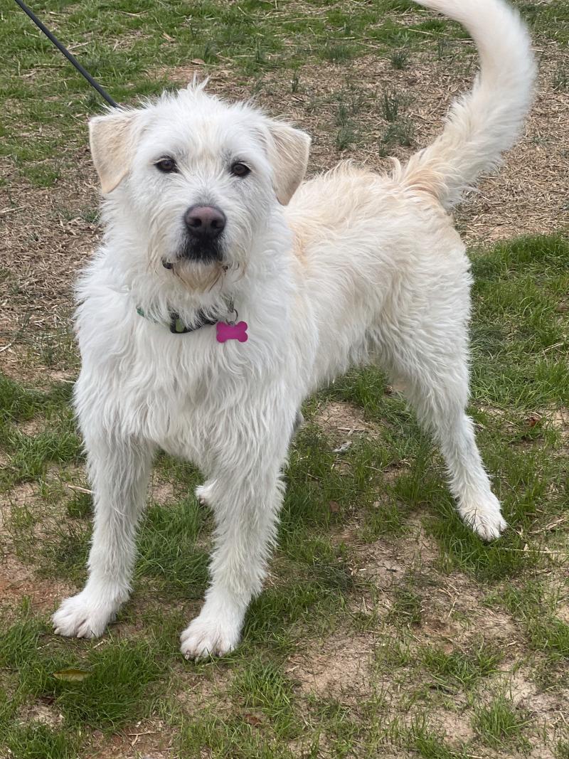 Enlarge Kalabar, a Adoptable mixed breed in Berkeley Heights, NJ image 5/6