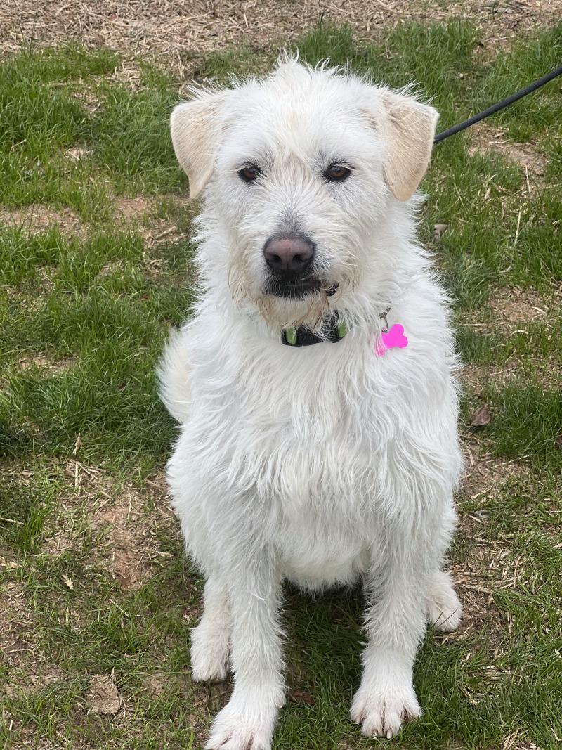 Enlarge Kalabar, a Adoptable mixed breed in Berkeley Heights, NJ image 6/6