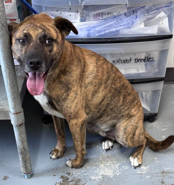 Ritchie, ADOPTABLE, Adult Male Mixed Breed.