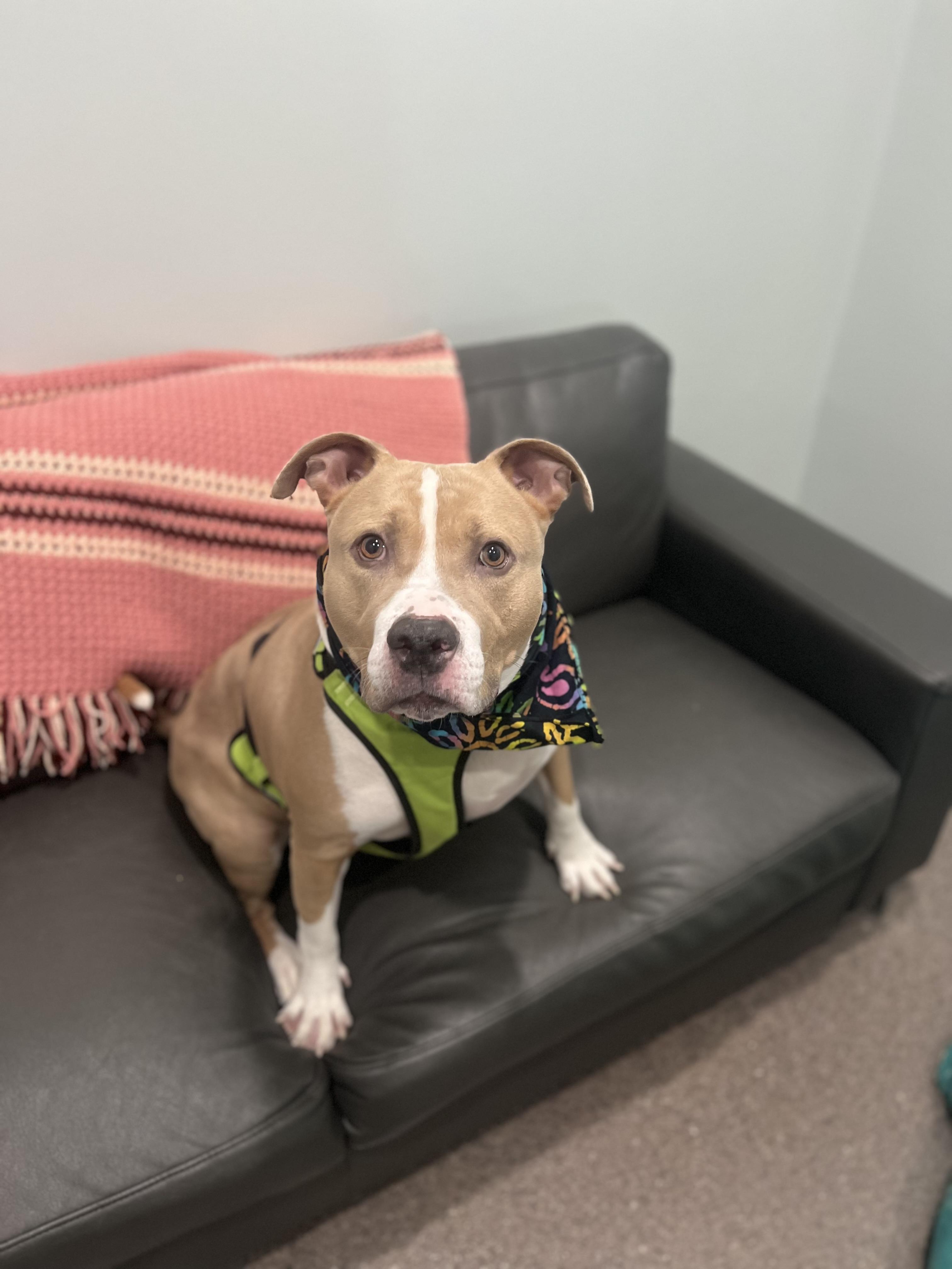 Enlarge Walker, a Adoptable mixed breed in Sault Sainte Marie, MI image 2/3