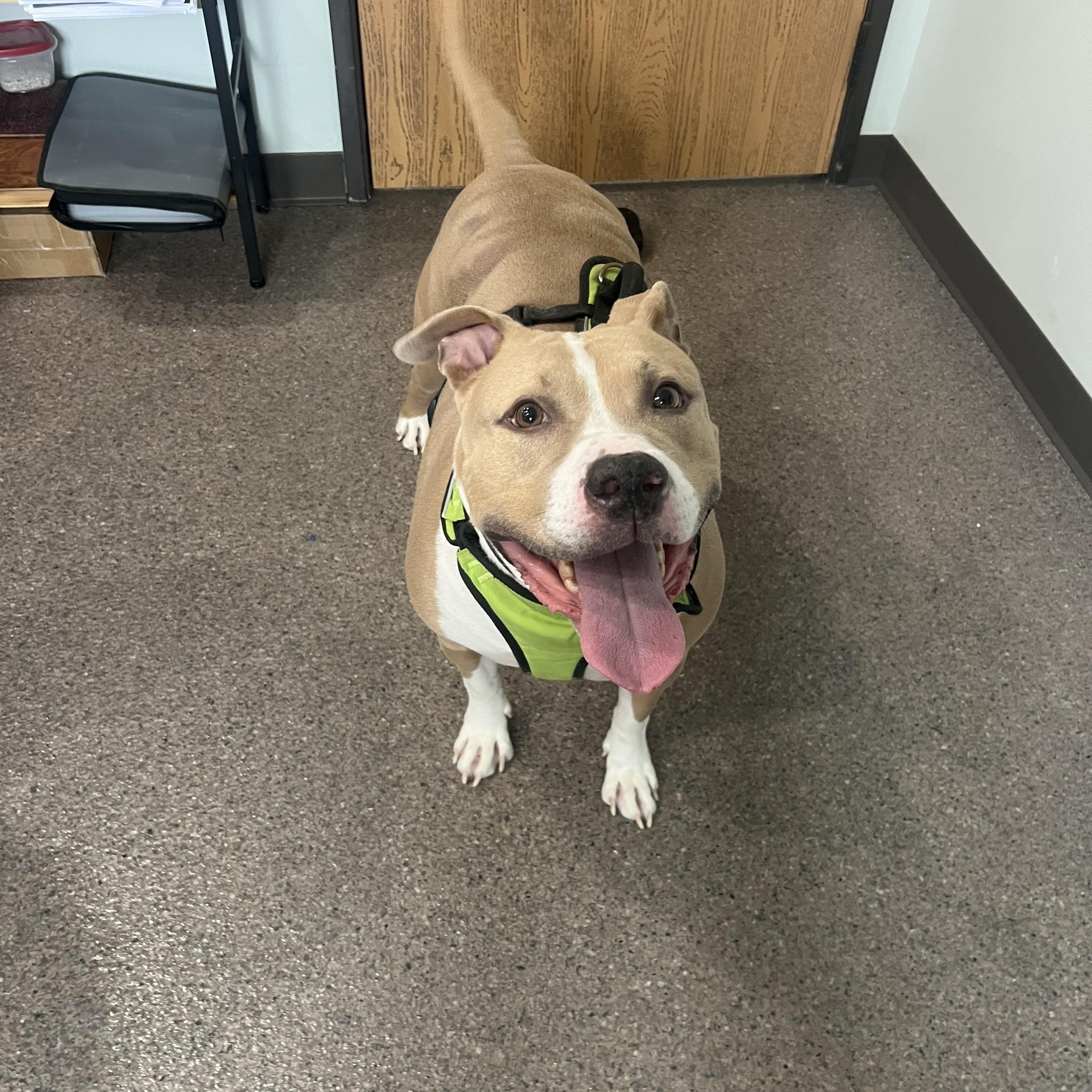 Enlarge Walker, a Adoptable mixed breed in Sault Sainte Marie, MI image 3/3