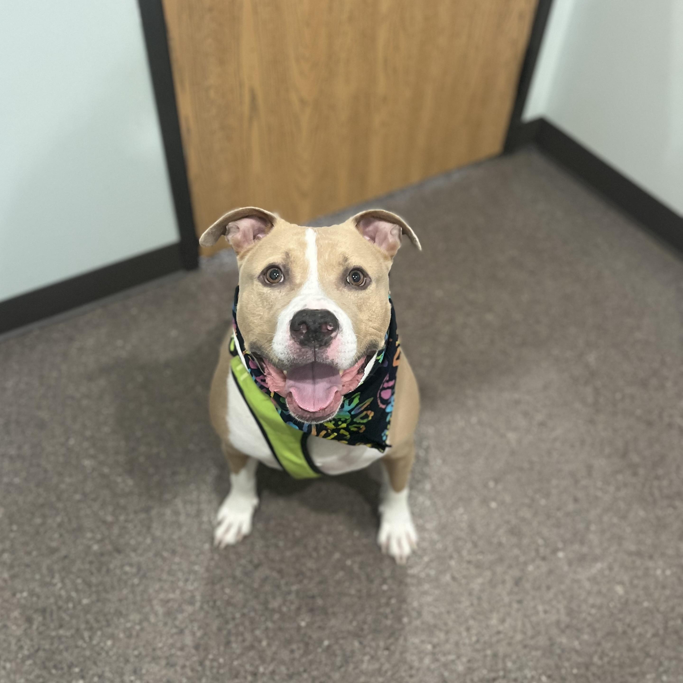 Enlarge Walker, a Adoptable mixed breed in Sault Sainte Marie, MI image 1/3