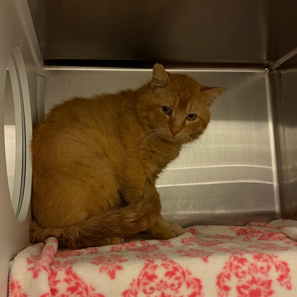 Barn Cat, Adoptable, Adult Male Domestic Short Hair.