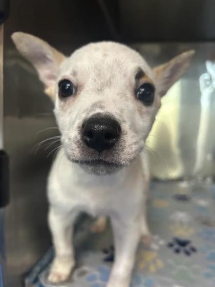 Sonic, Adoptable, Young Male Mixed Breed & Mixed Breed.