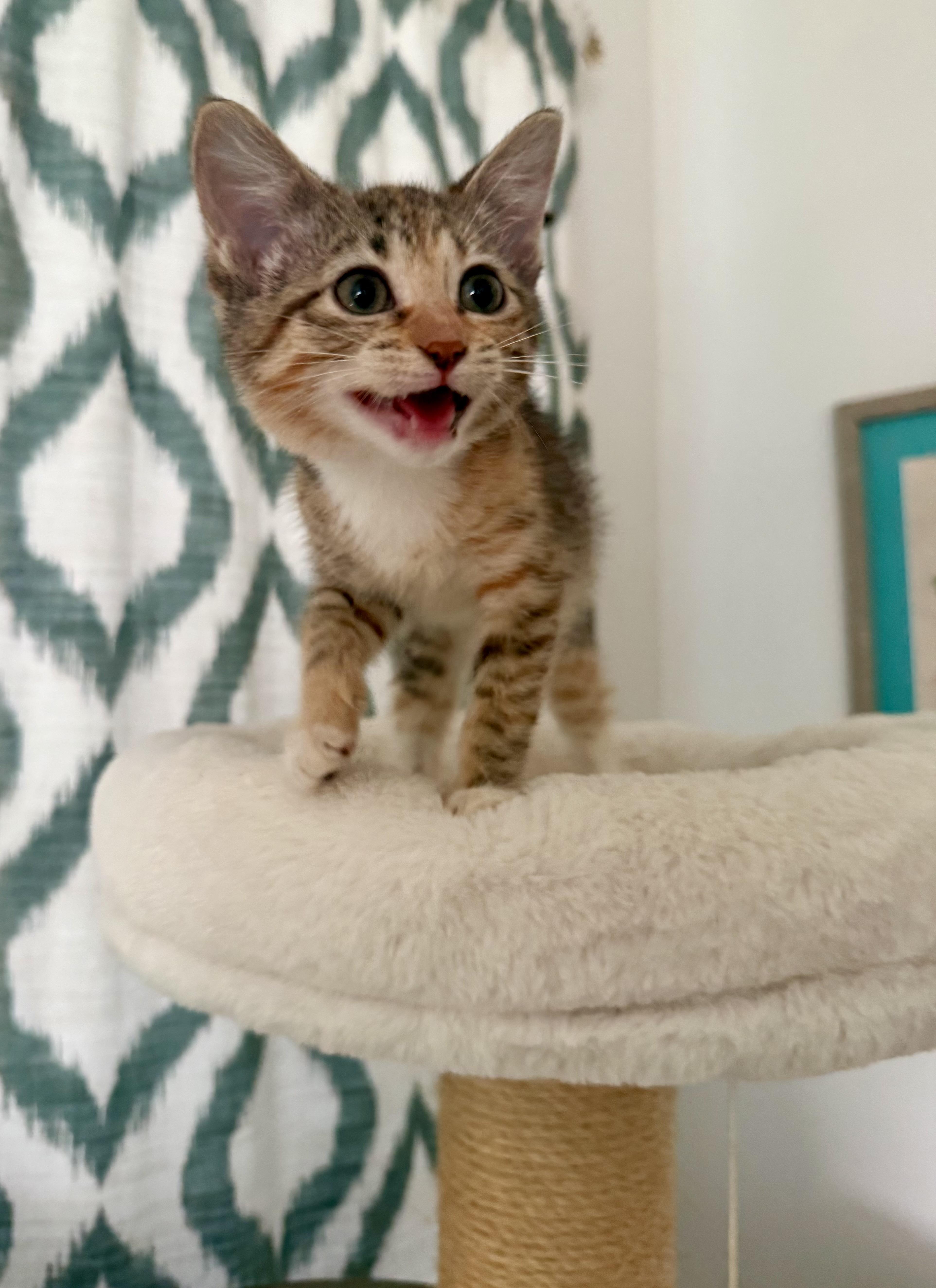 Enlarge June, a Adoptable Domestic Short Hair in Chicago, IL image 4/5