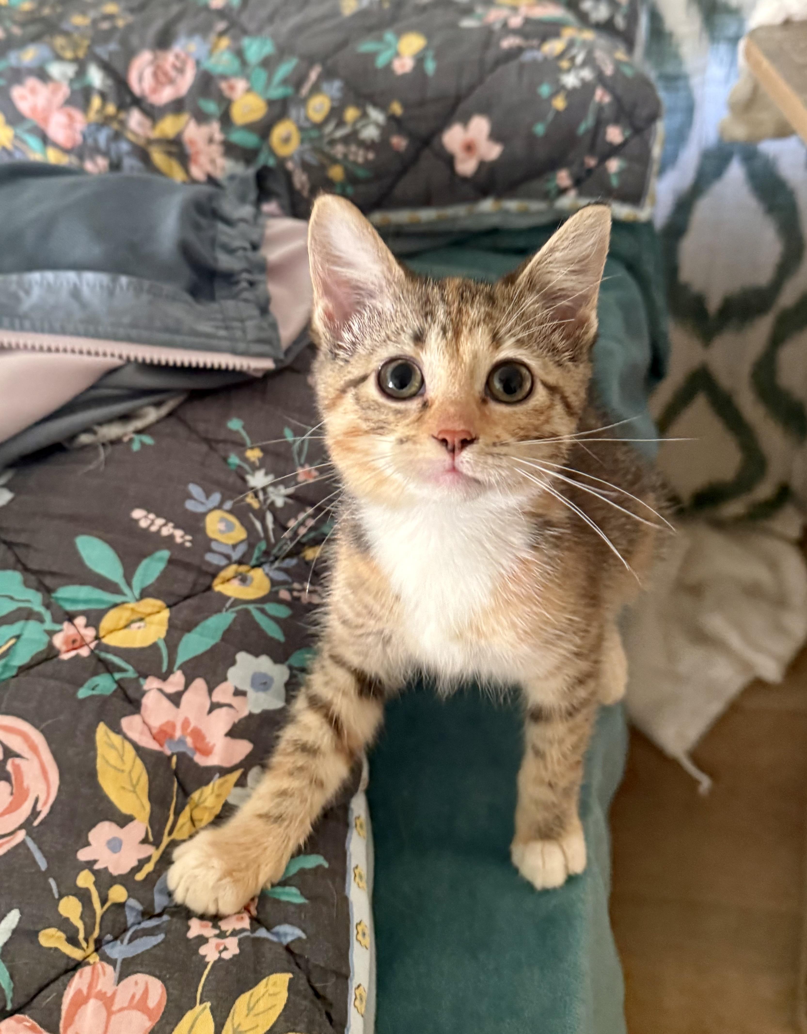 June, Adoptable, Kitten Female Domestic Short Hair.