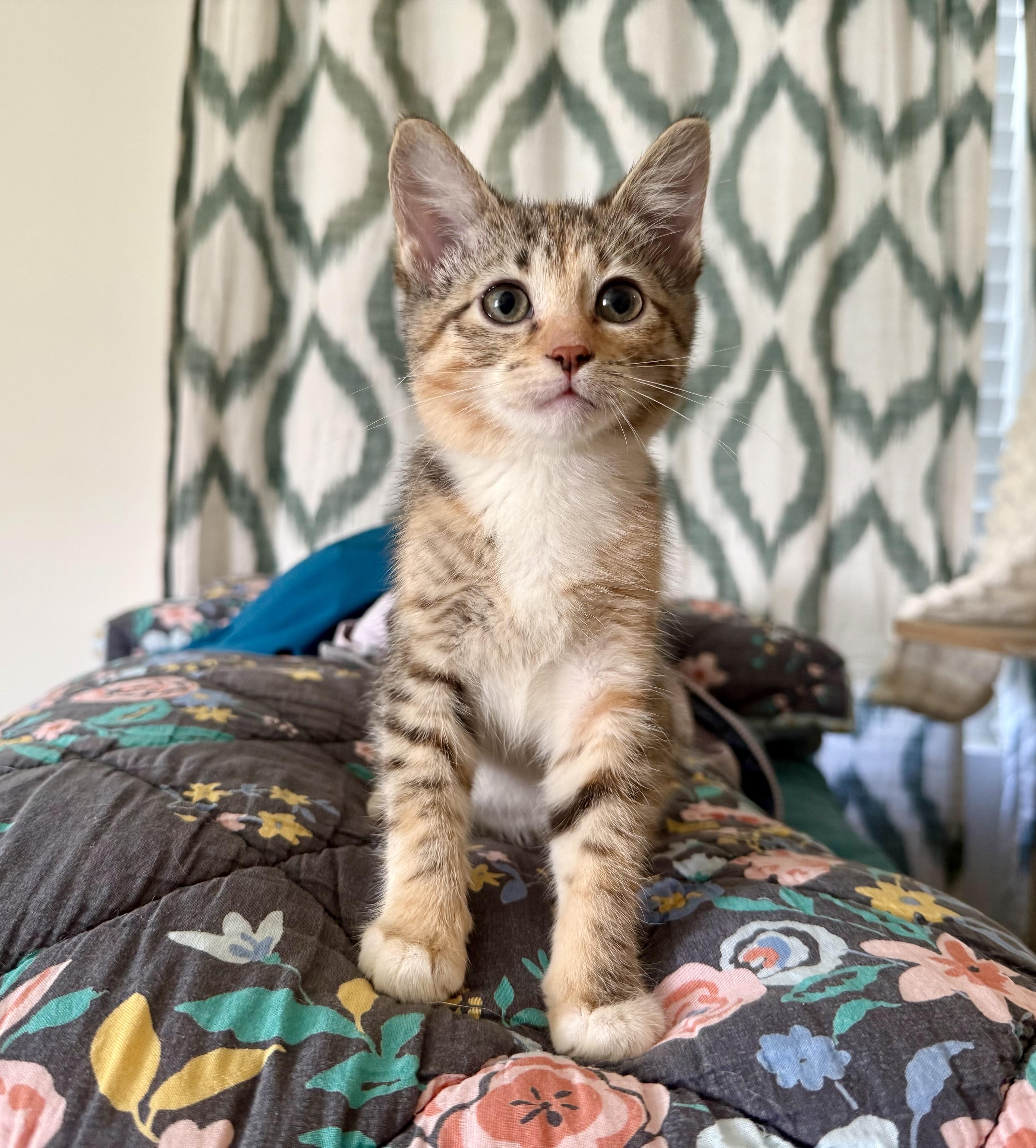 Enlarge June, a Adoptable Domestic Short Hair in Chicago, IL image 3/5