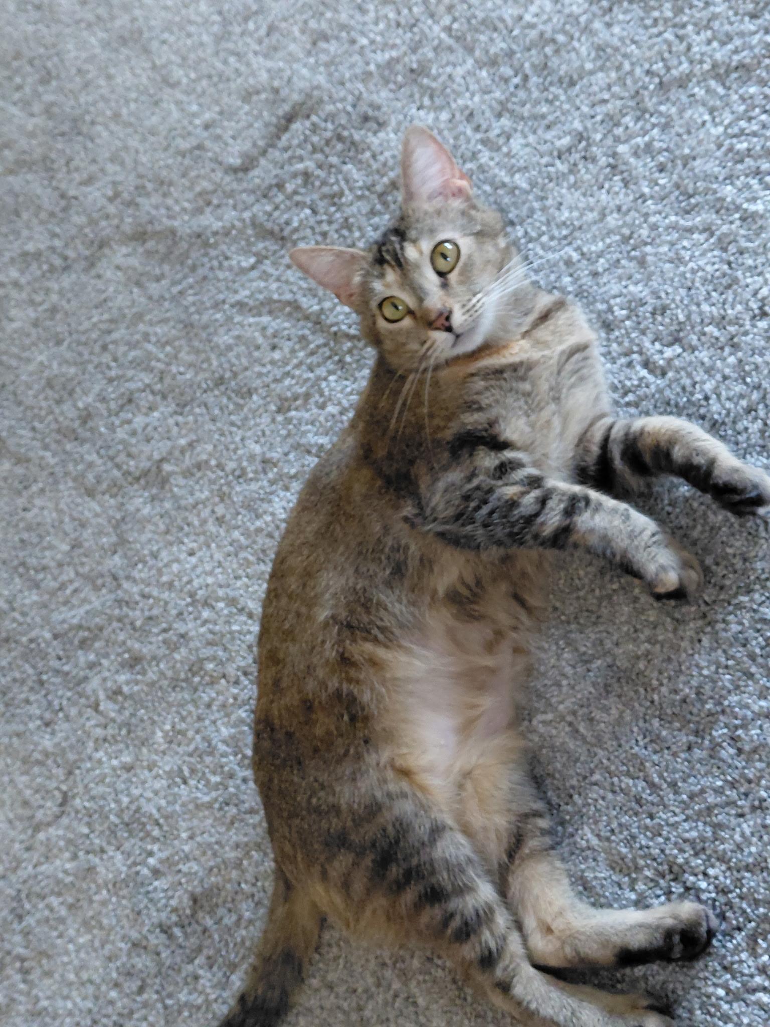 Sugar, an adoptable Abyssinian, Domestic Short Hair in Petaluma, CA, 94954 | Photo Image 3