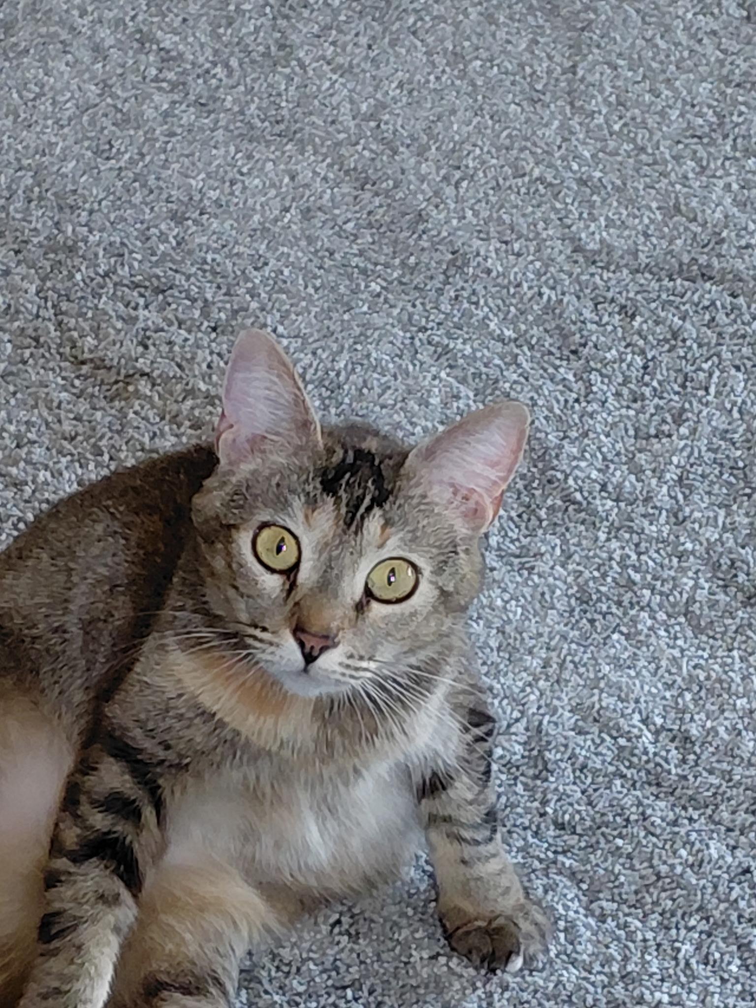 Sugar, an adoptable Abyssinian, Domestic Short Hair in Petaluma, CA, 94954 | Photo Image 2