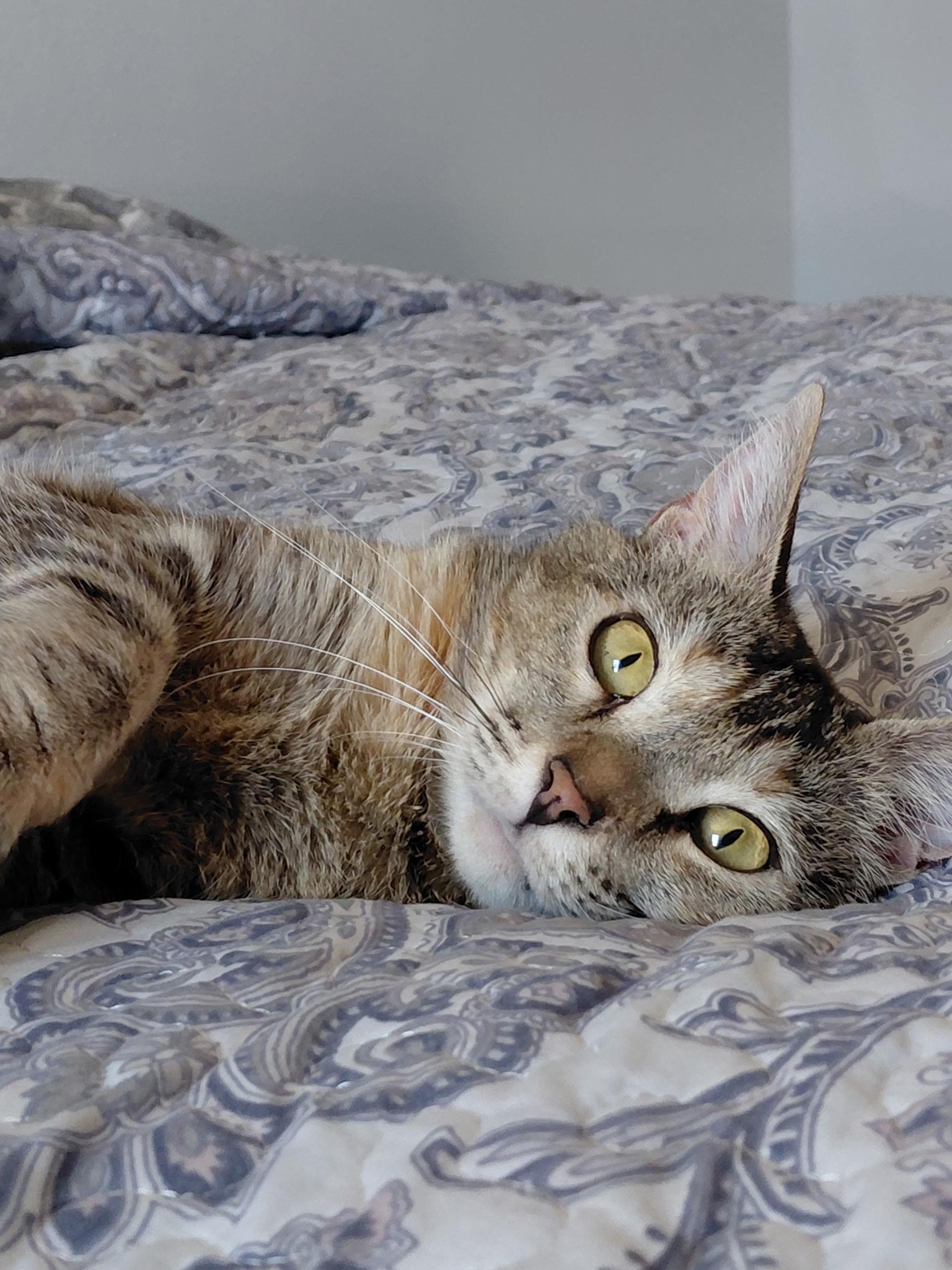 Sugar, Adoptable, Young Female Abyssinian & Domestic Short Hair.