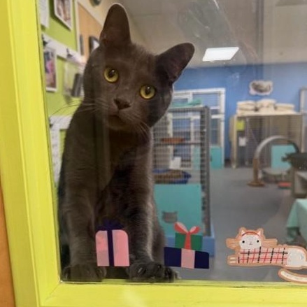 Enlarge Sharknado, a Adoptable Domestic Short Hair in Norwalk, CT image 1/4