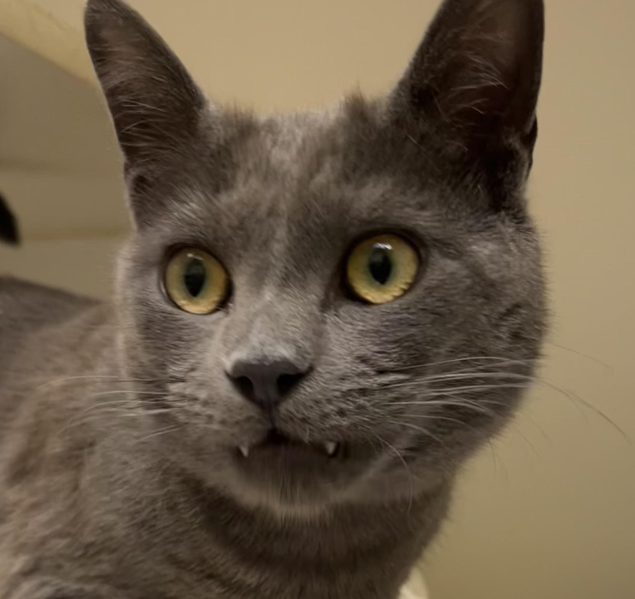 Sharknado, a Adoptable Domestic Short Hair in Norwalk, CT image 2/2