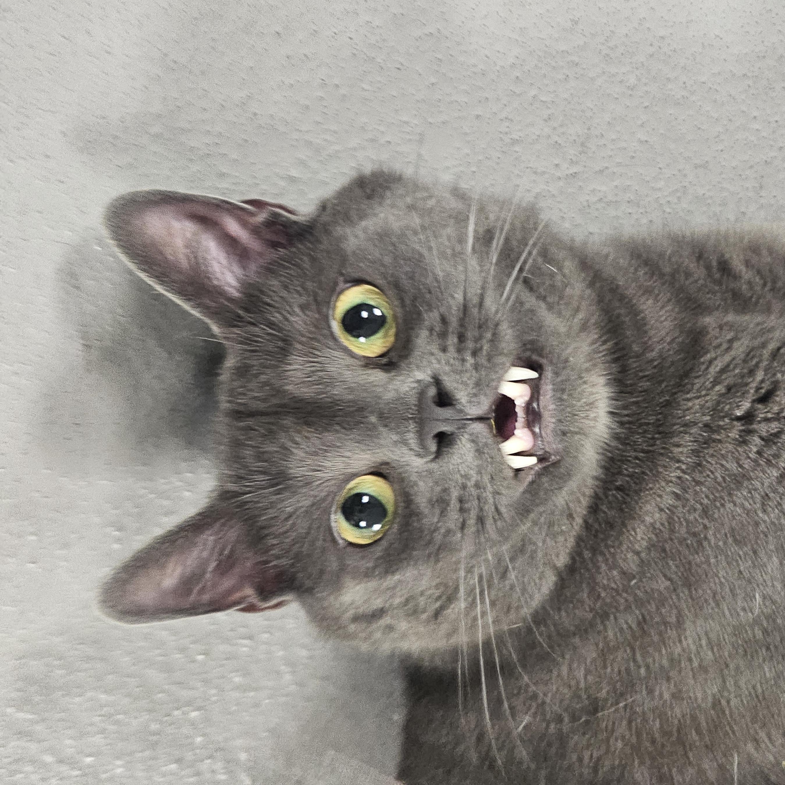 Sharknado, Adoptable, Young Male Domestic Short Hair.