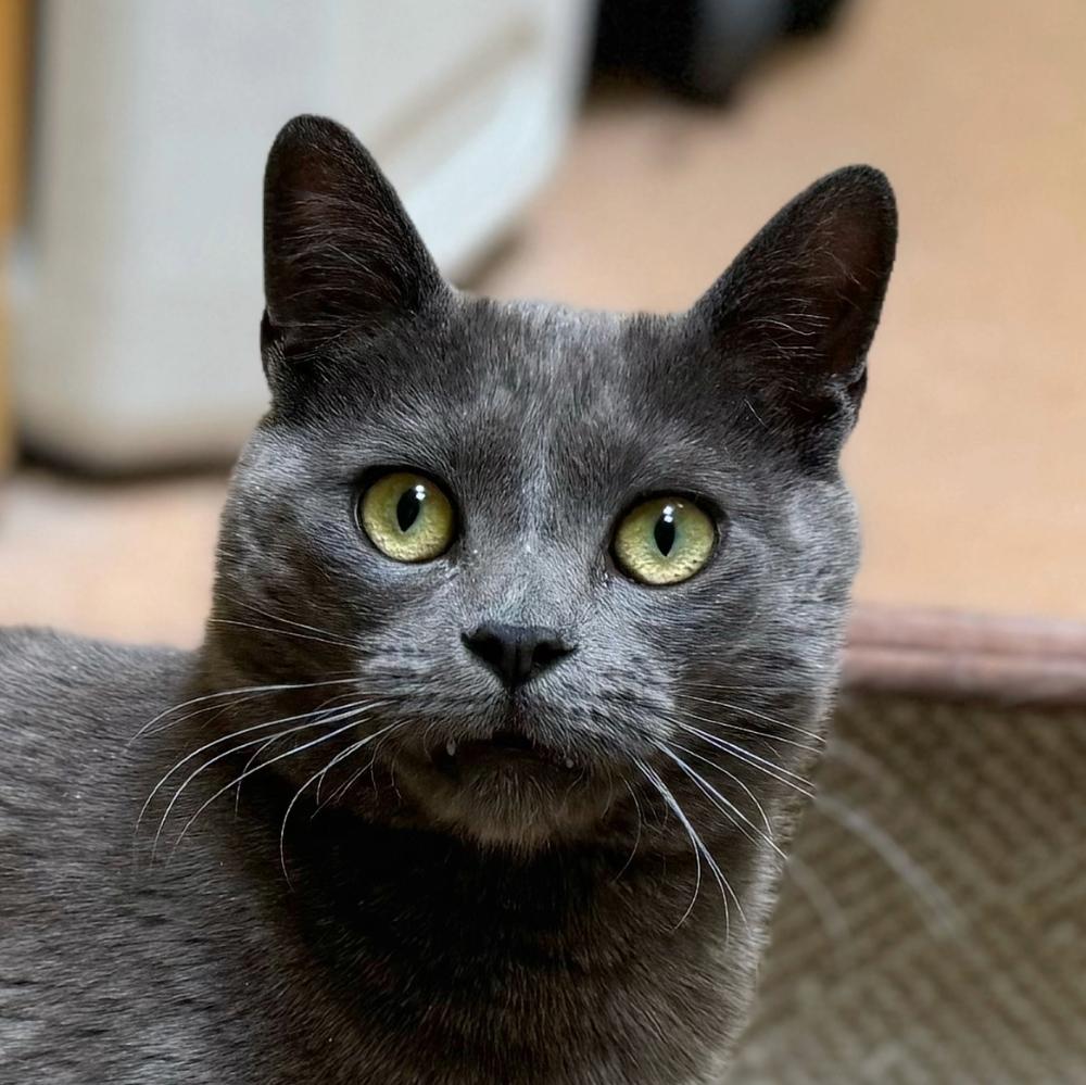 Sharknado, Adoptable, Kitten Male Domestic Short Hair.