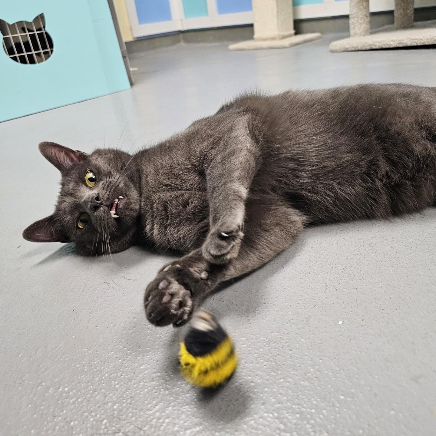 Enlarge Sharknado, a Adoptable Domestic Short Hair in Norwalk, CT image 3/4