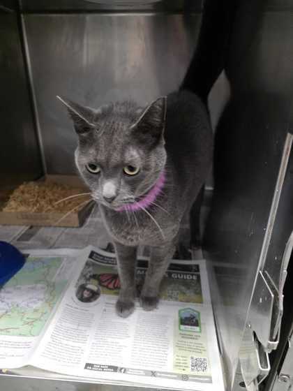 Mystery, ADOPTABLE, Adult Female Domestic Short Hair.