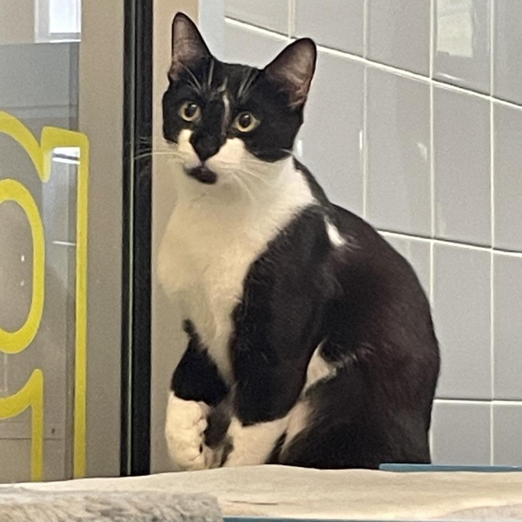 Enlarge Wishbone, a Adoptable Domestic Short Hair in New York, NY image 6/6