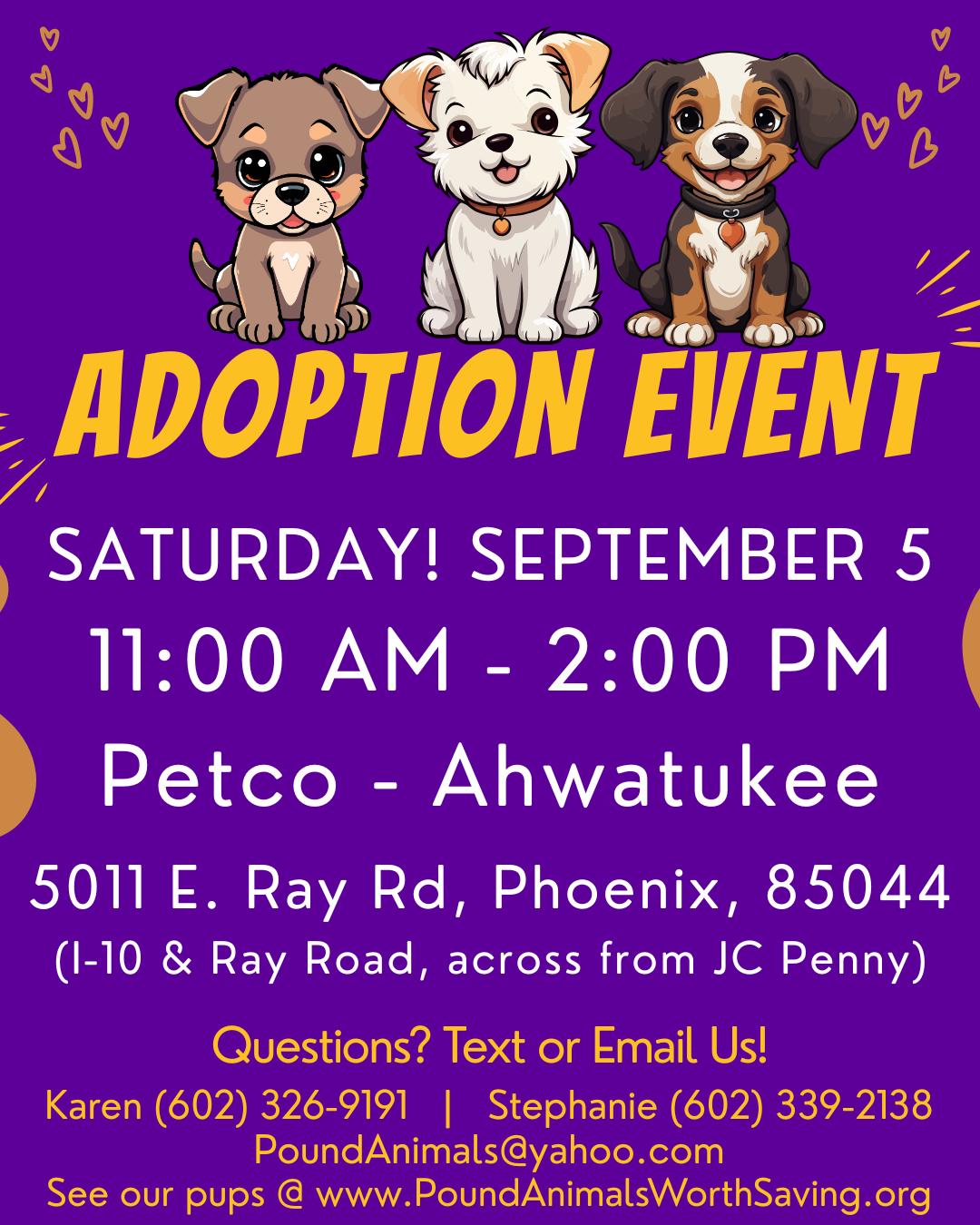 Enlarge SUKI 3-1/2 MONTH FEMALE TERRIER- 6.3 POUNDS - PETCO, 5011 E. RAY ROAD, PHX 85044 ON SATURDAY, 09/05, a Adopted Terrier in Mesa, AZ image 2/2