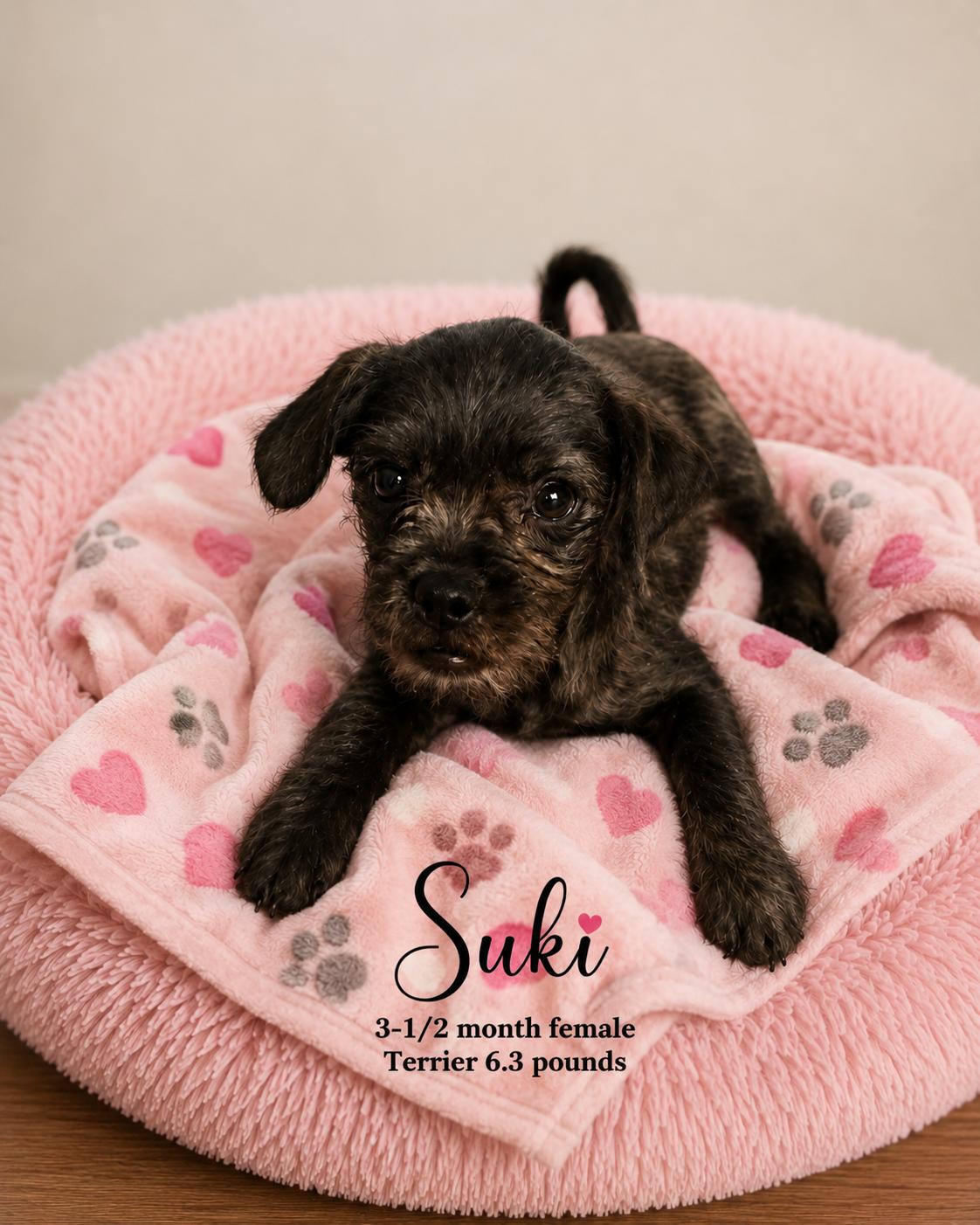 Enlarge SUKI 3-1/2 MONTH FEMALE TERRIER- 6.3 POUNDS - PETCO, 5011 E. RAY ROAD, PHX 85044 ON SATURDAY, 09/05, a Adopted Terrier in Mesa, AZ image 1/2