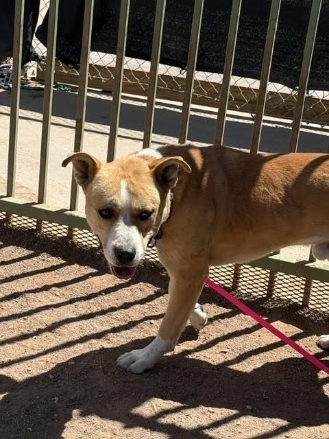 Moses, Adoptable, Adult Male Mixed Breed.