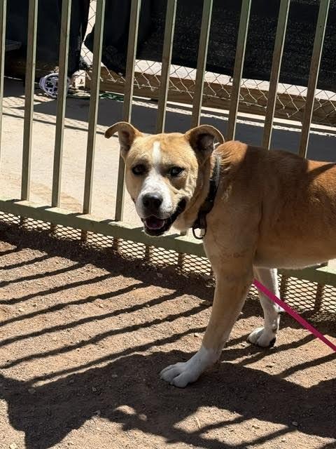 Moses, a Adoptable Mixed Breed in Hobbs, NM image 2/2