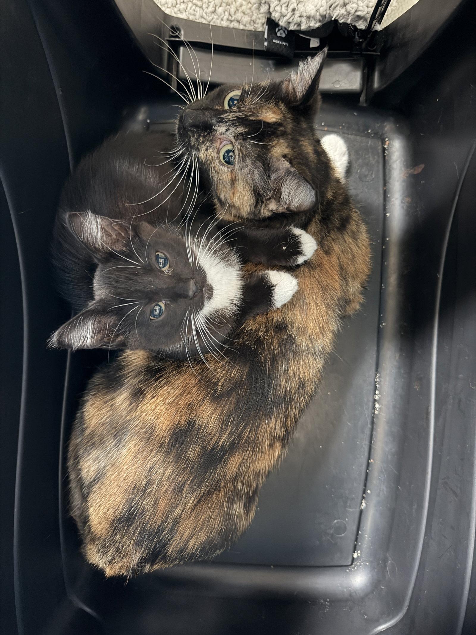 Enlarge Wilma, a Adoptable Domestic Short Hair in The Woodlands, TX image 2/3
