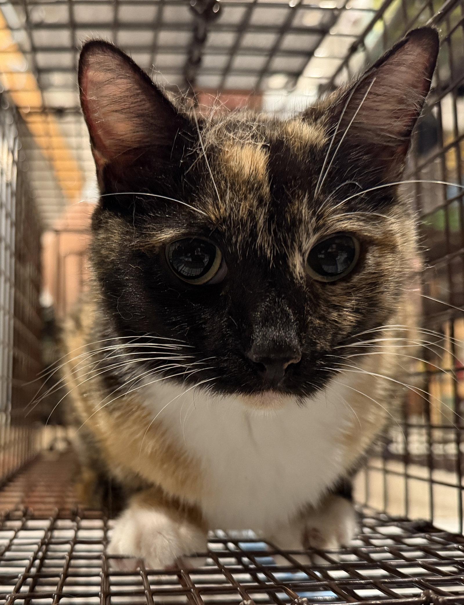 Enlarge Wilma, a Adoptable Domestic Short Hair in The Woodlands, TX image 3/3