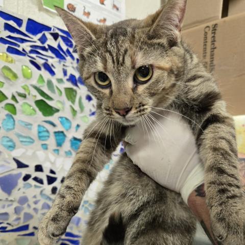 Enlarge ZILLE, a Adoptable Domestic Short Hair in Pensacola, FL image 1/1