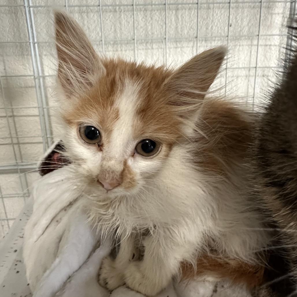 Zipity, Adoptable, Kitten Female Domestic Medium Hair.