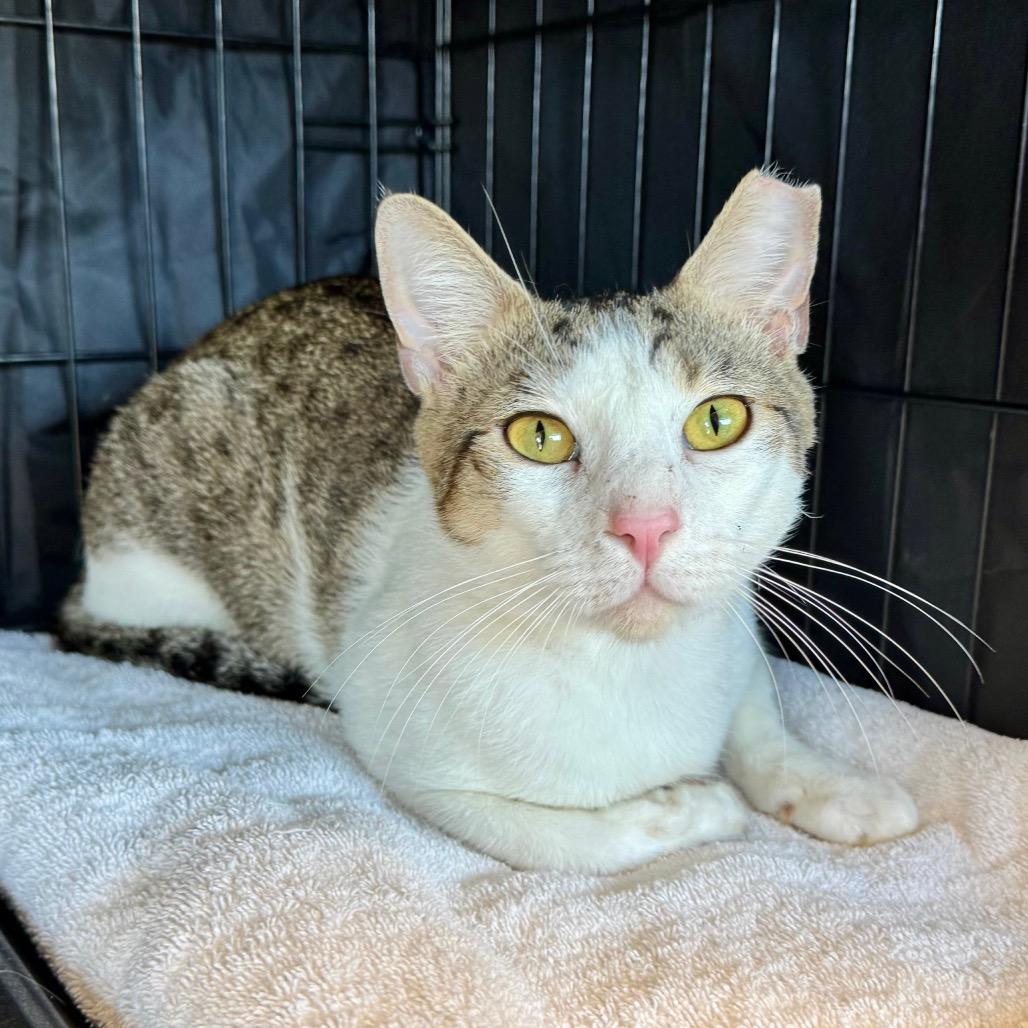 Enlarge Atom, a Adoptable Domestic Short Hair in Fredericksburg, TX image 1/3