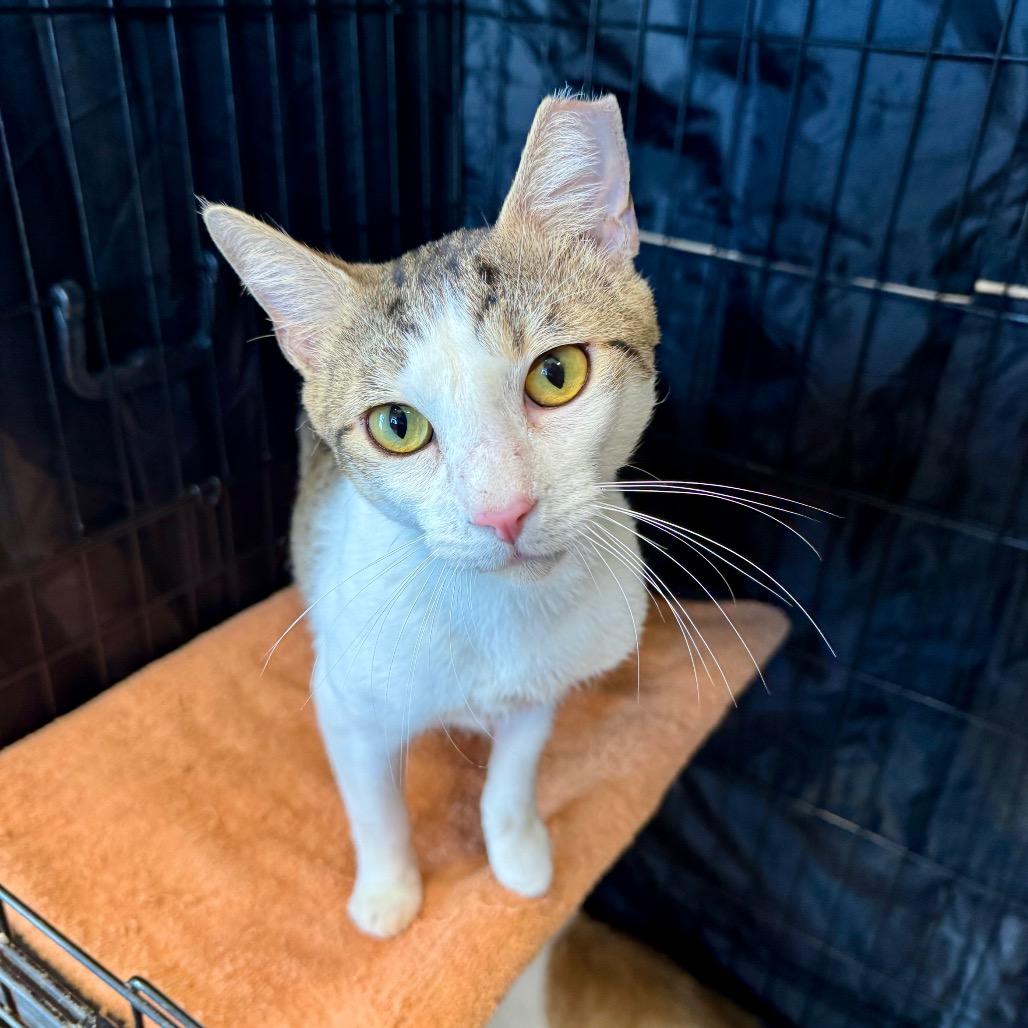 Enlarge Atom, a Adoptable Domestic Short Hair in Fredericksburg, TX image 2/3