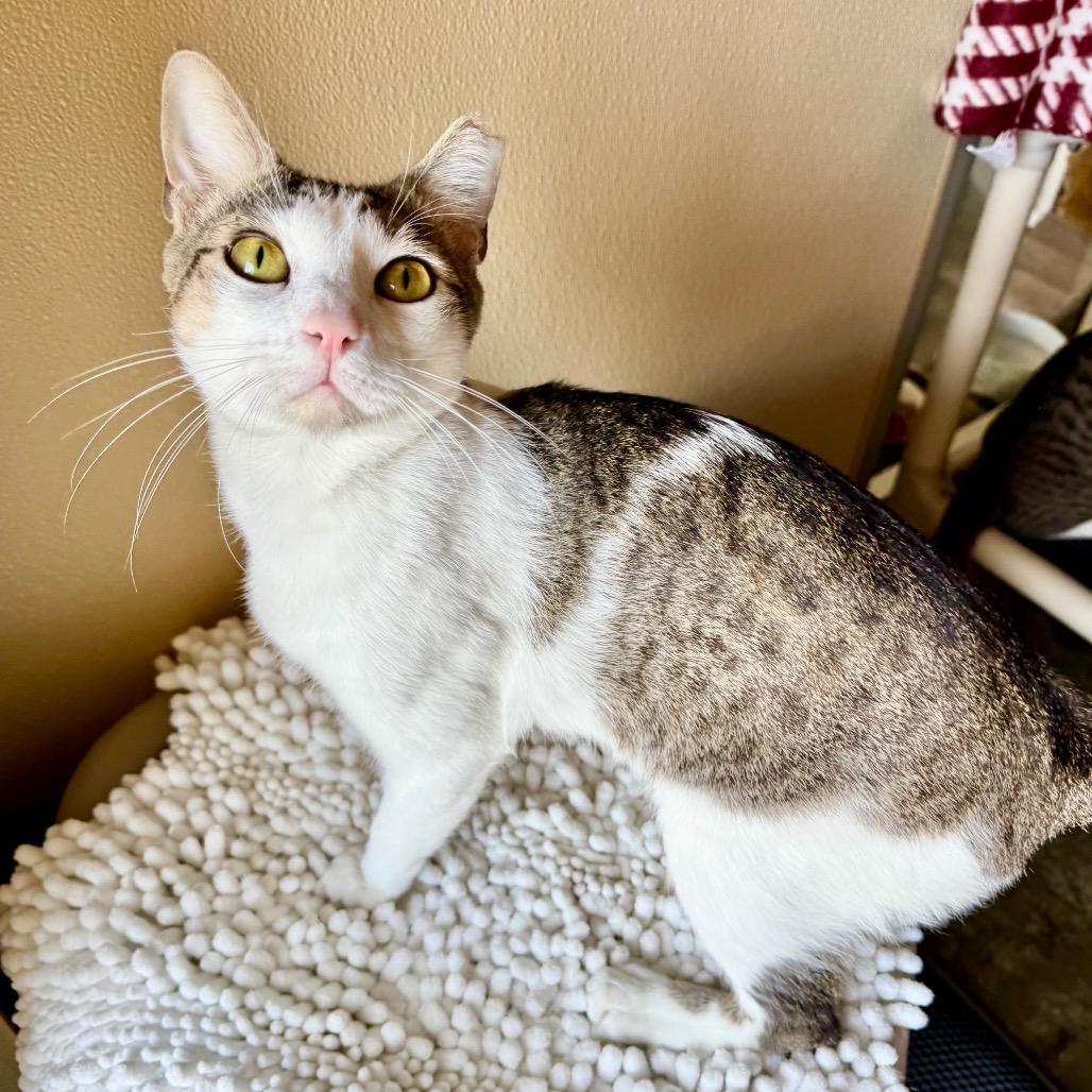 Enlarge Atom, a Adoptable Domestic Short Hair in Fredericksburg, TX image 3/3