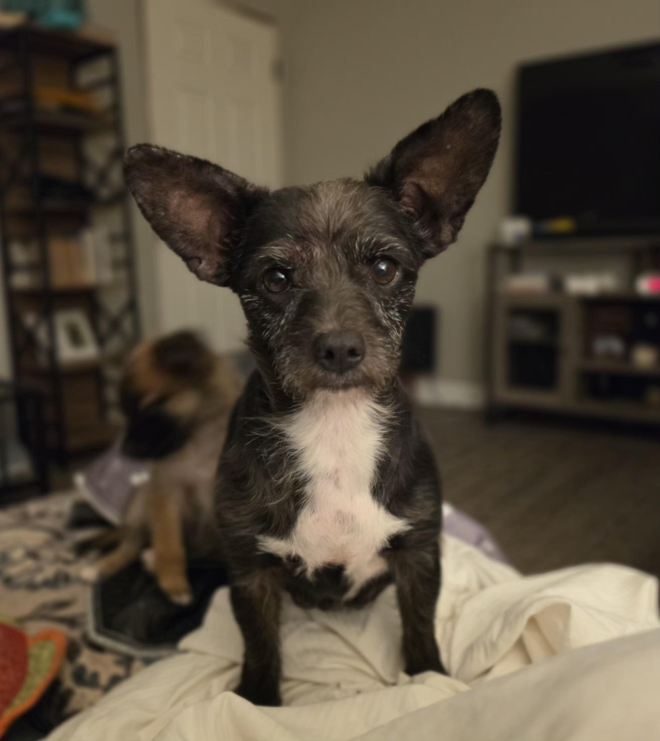 Zuzu, adopted, Adult Female Terrier.