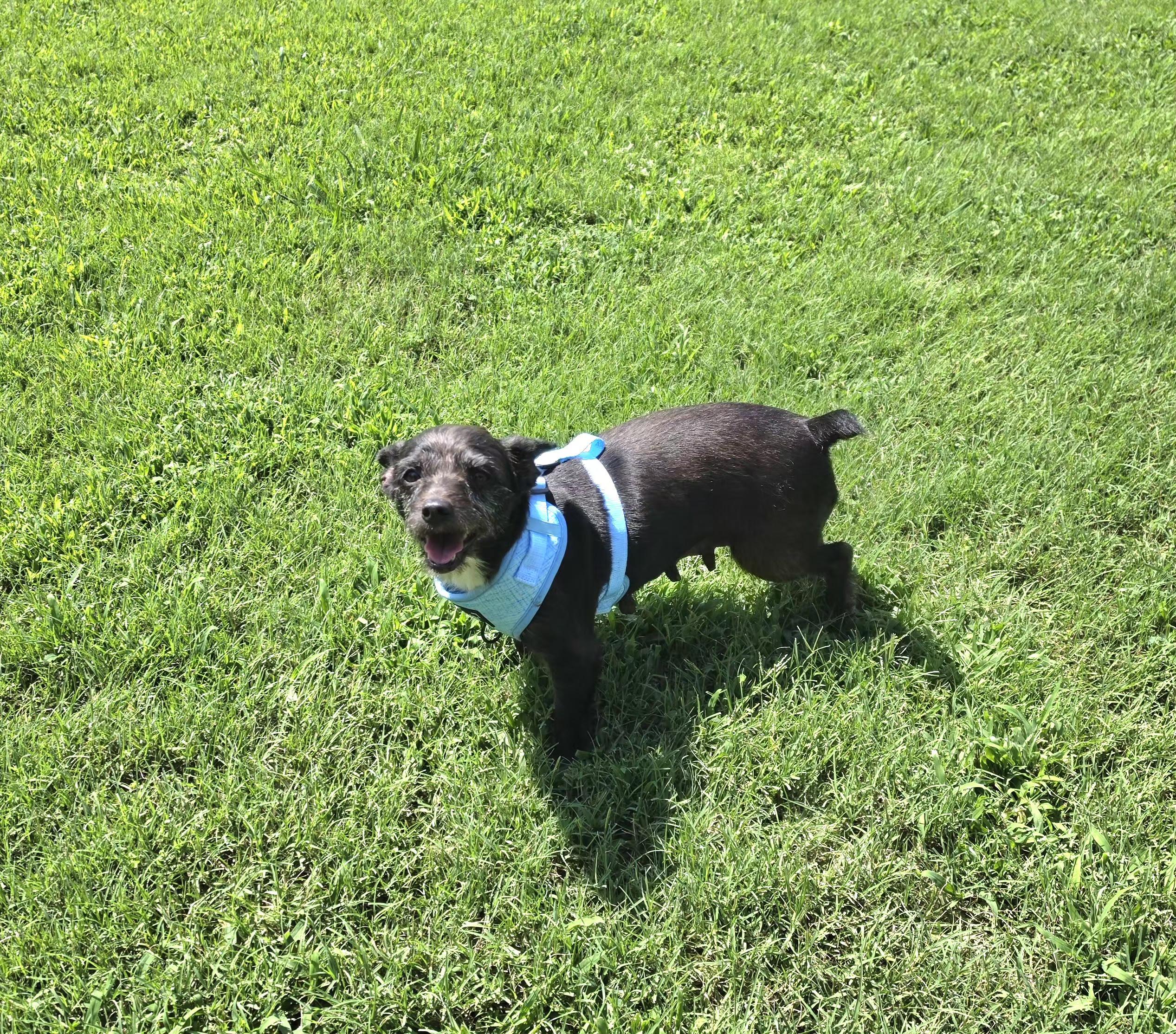 Enlarge Zuzu, an adopted mixed breed in Medfield, MA image 3/3