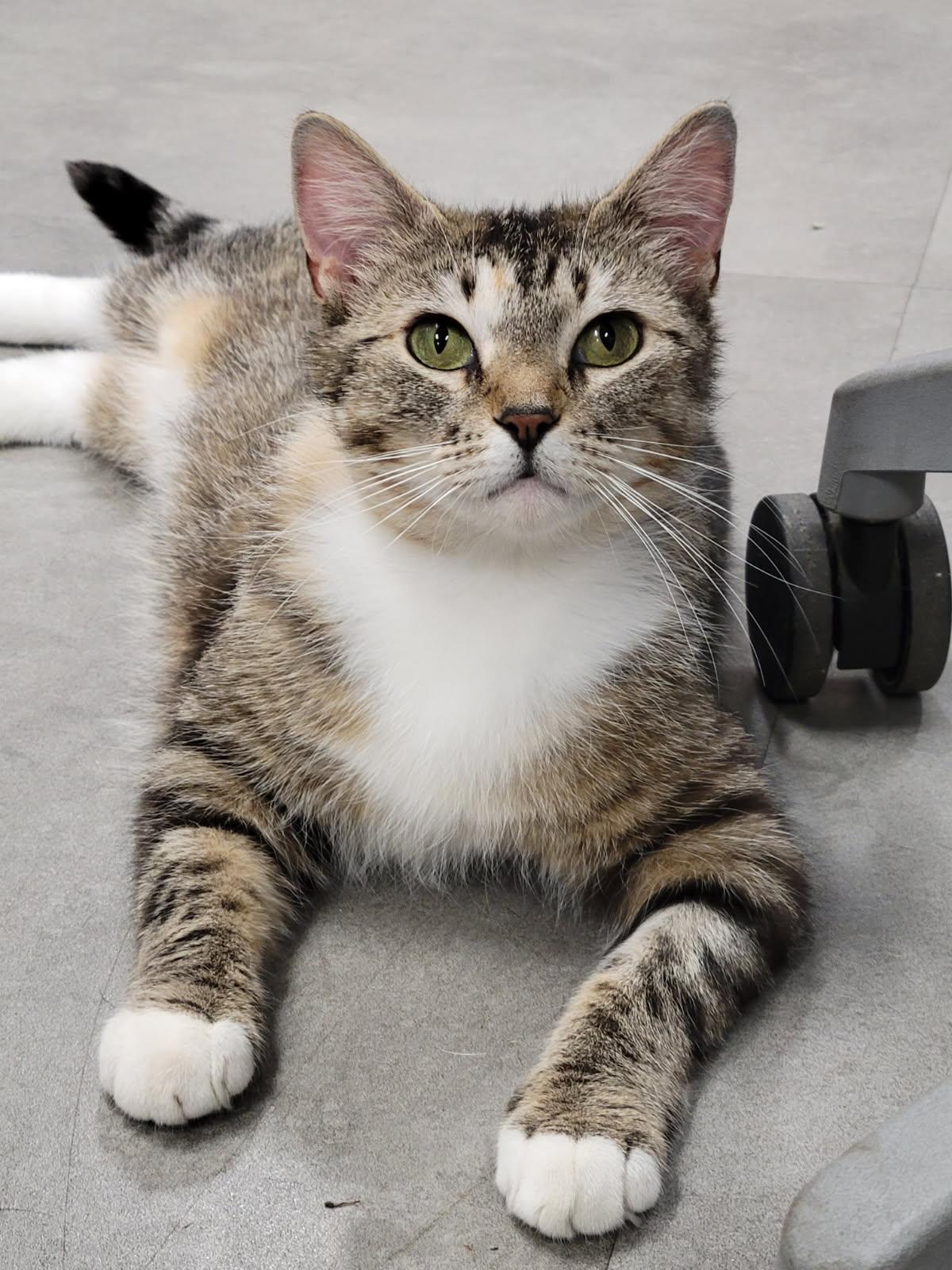 Freckles, Adopted, Adult Female Domestic Short Hair & Tabby.