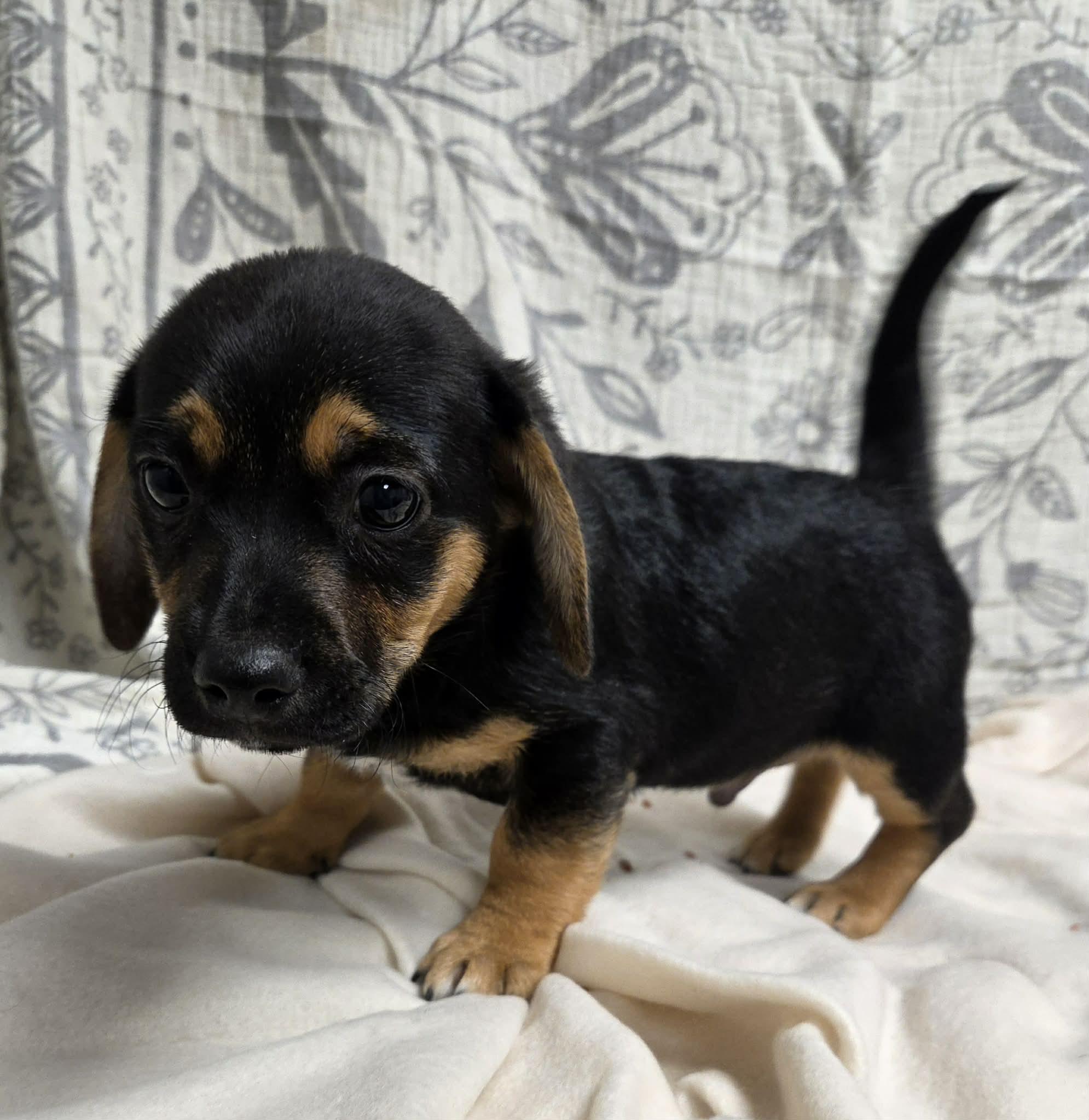 Jack the Dachshund Mix Puppy, Adoptable, Puppy Male Dachshund.