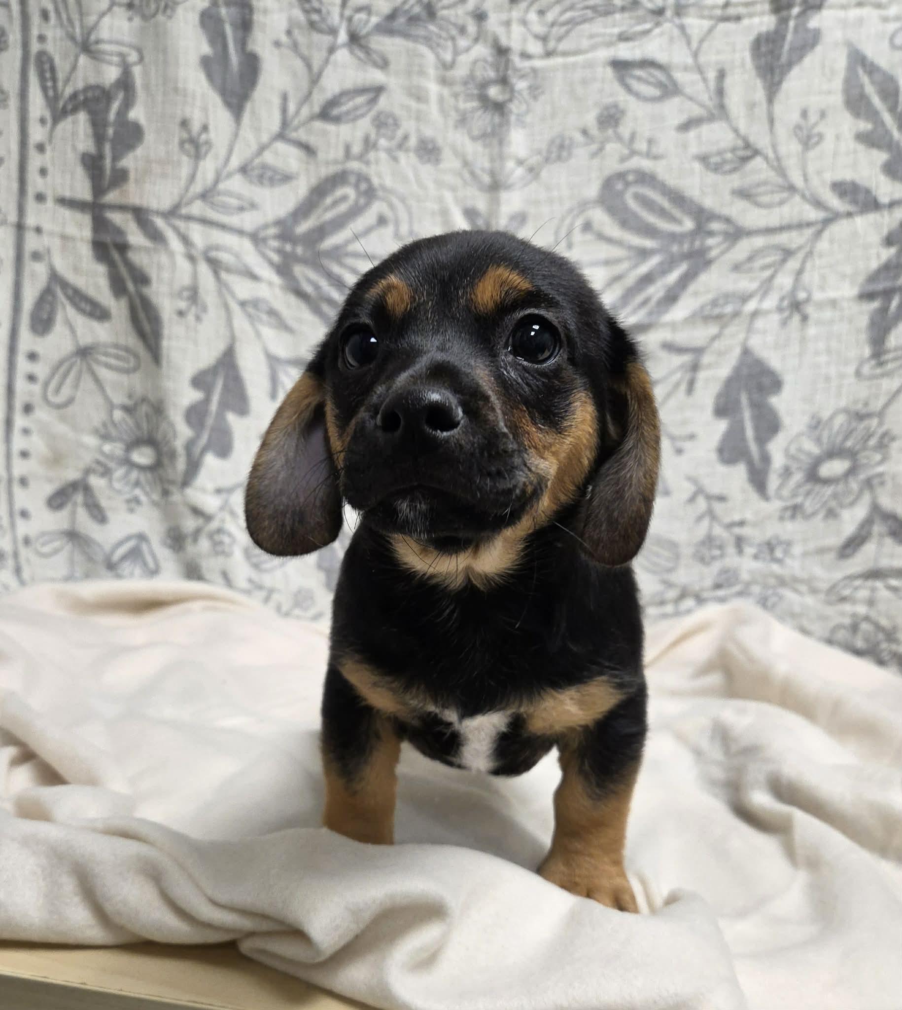 Jack the Dachshund Mix Puppy, a Adoptable mixed breed in Muskego, WI image 6/6