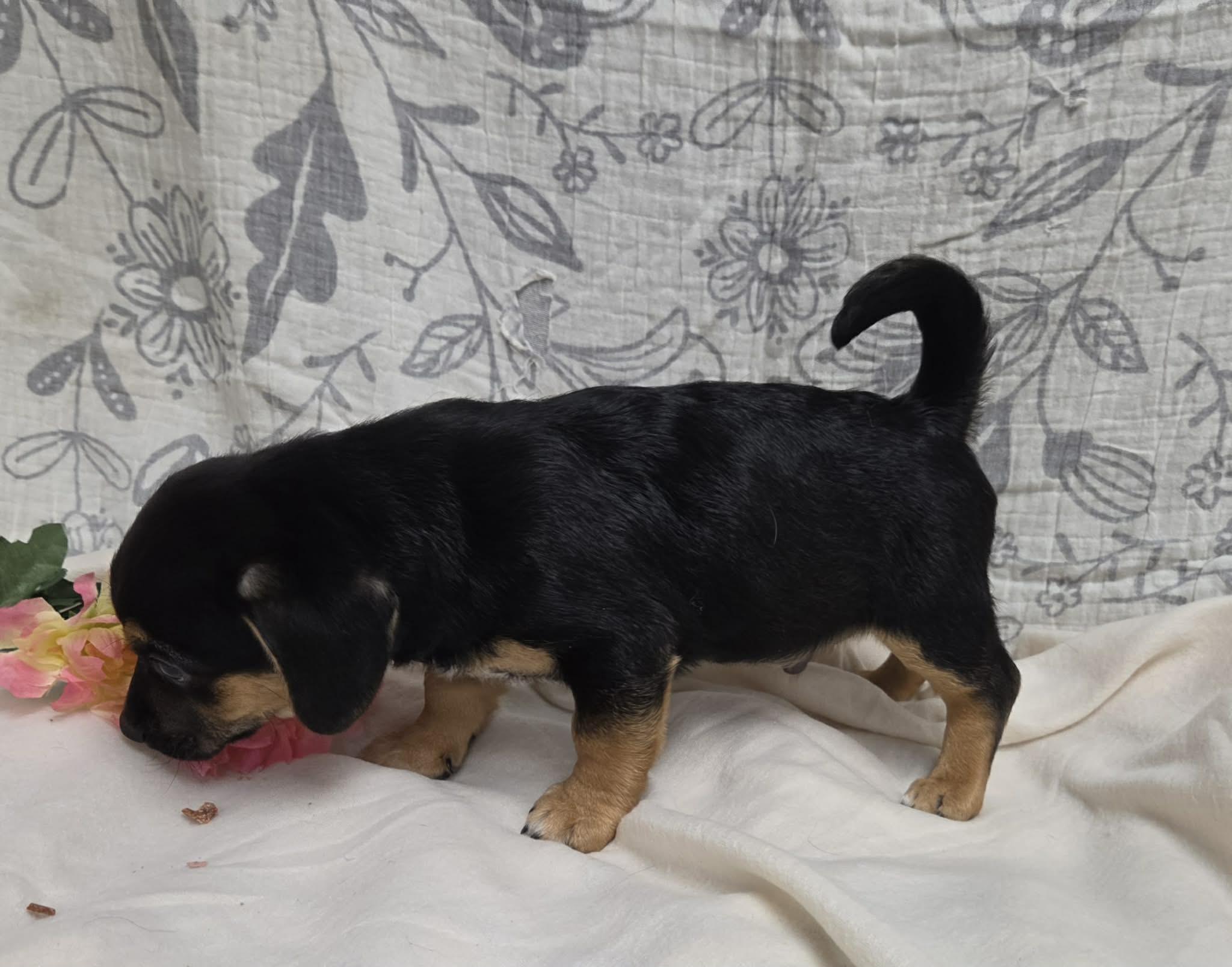Jack the Dachshund Mix Puppy, a Adoptable mixed breed in Muskego, WI image 3/6