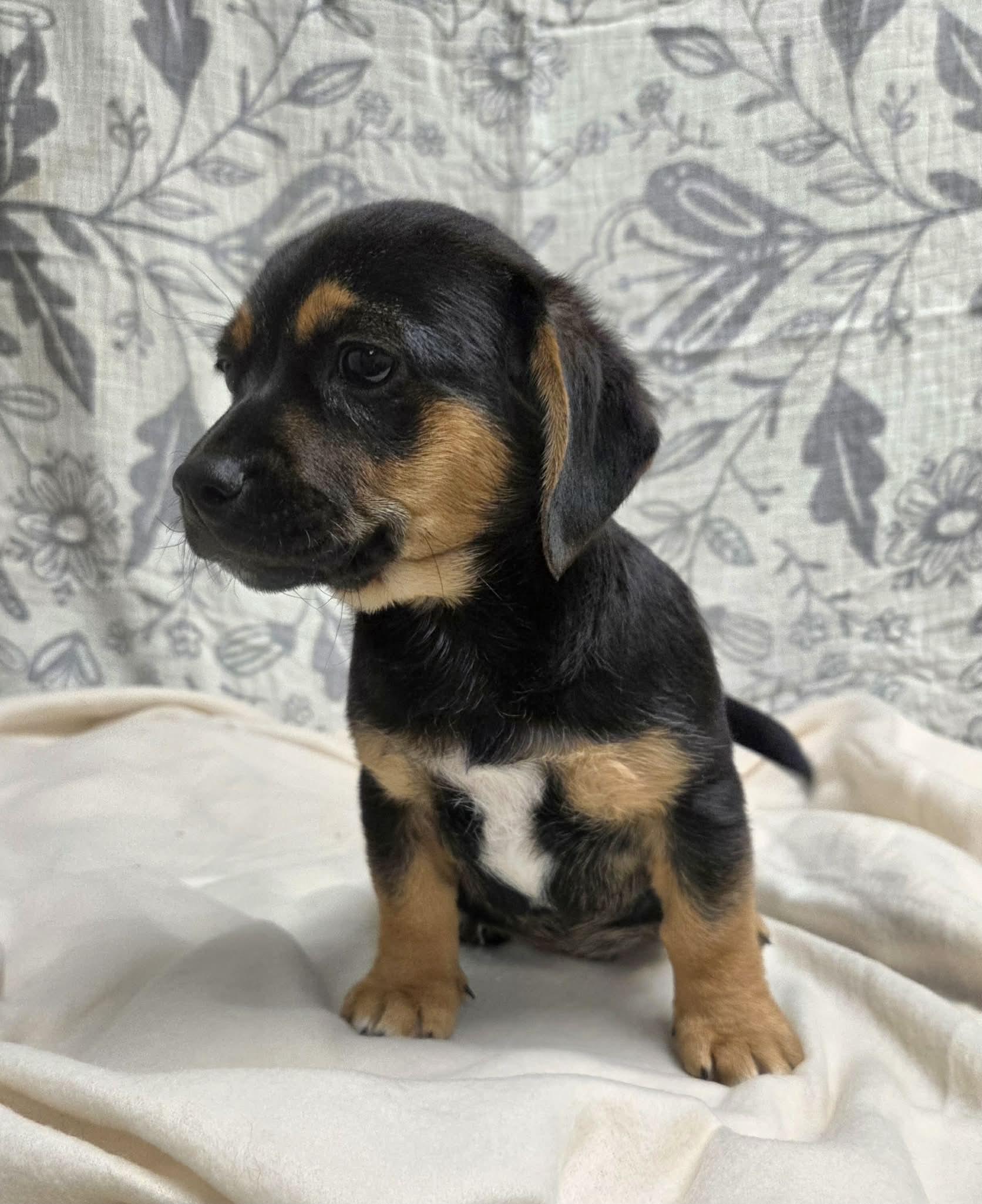 Jack the Dachshund Mix Puppy, a Adoptable mixed breed in Muskego, WI image 5/6