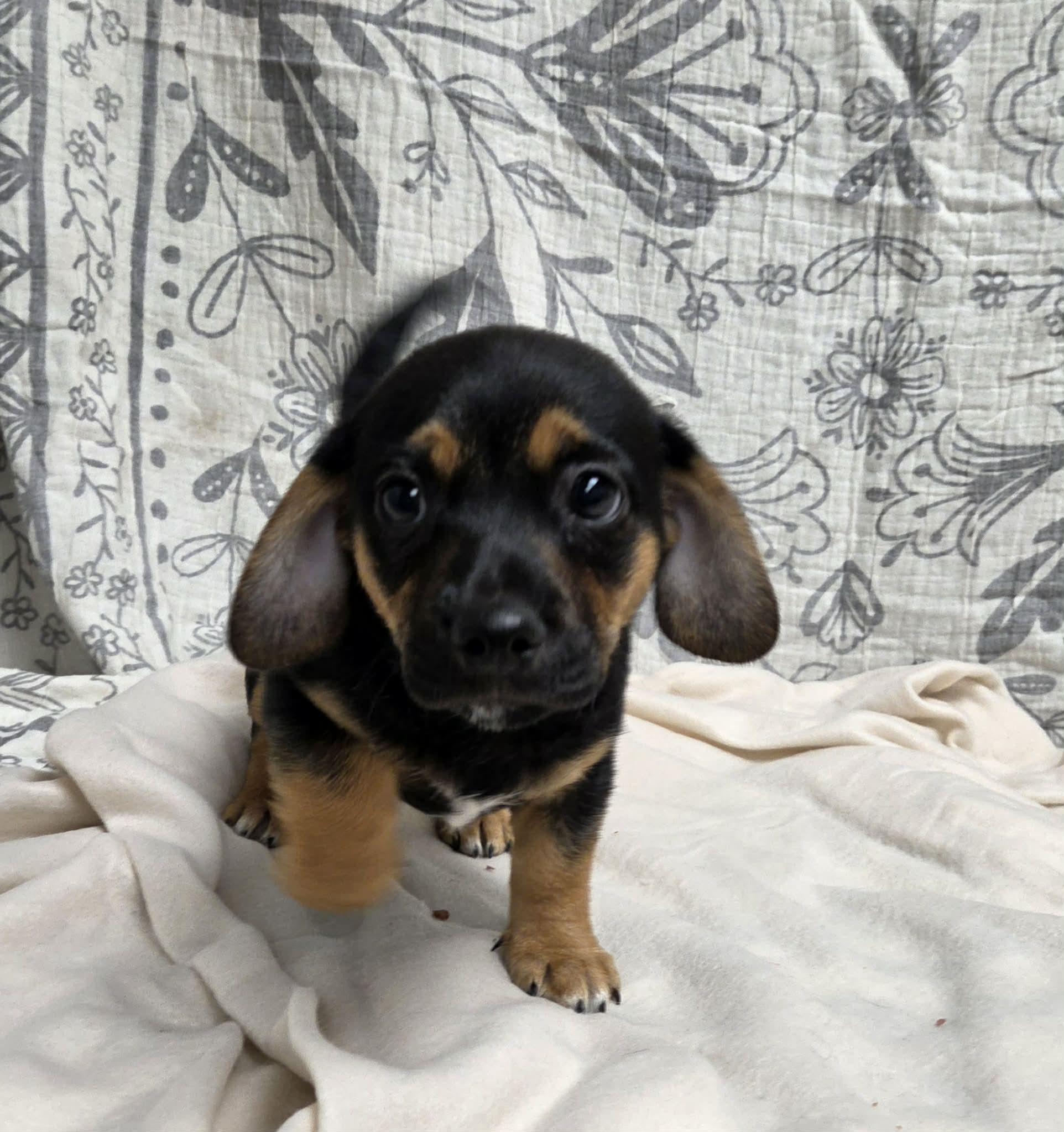Jack the Dachshund Mix Puppy, a Adoptable mixed breed in Muskego, WI image 2/6